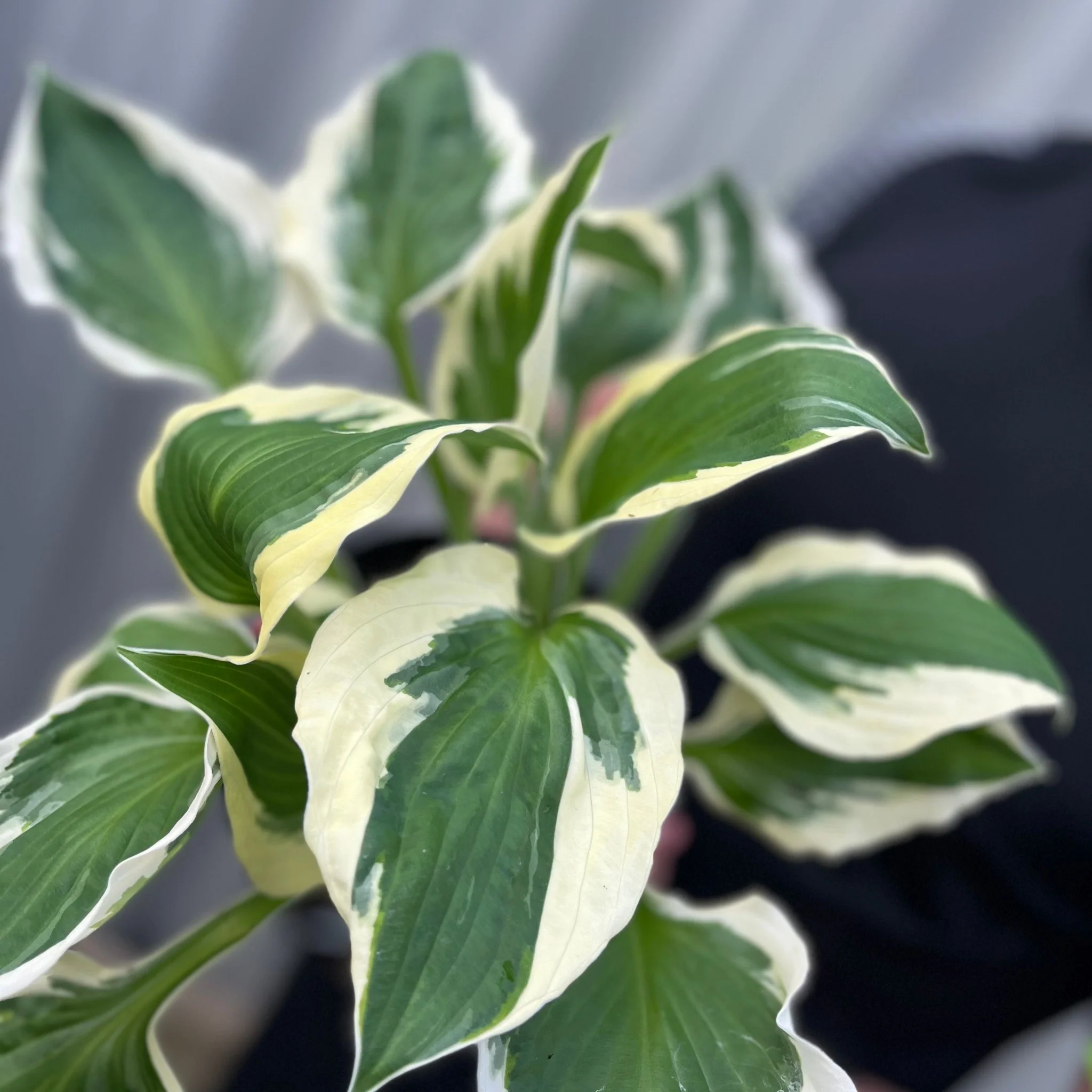 Hosta 'Patriot' 2L - Image 3