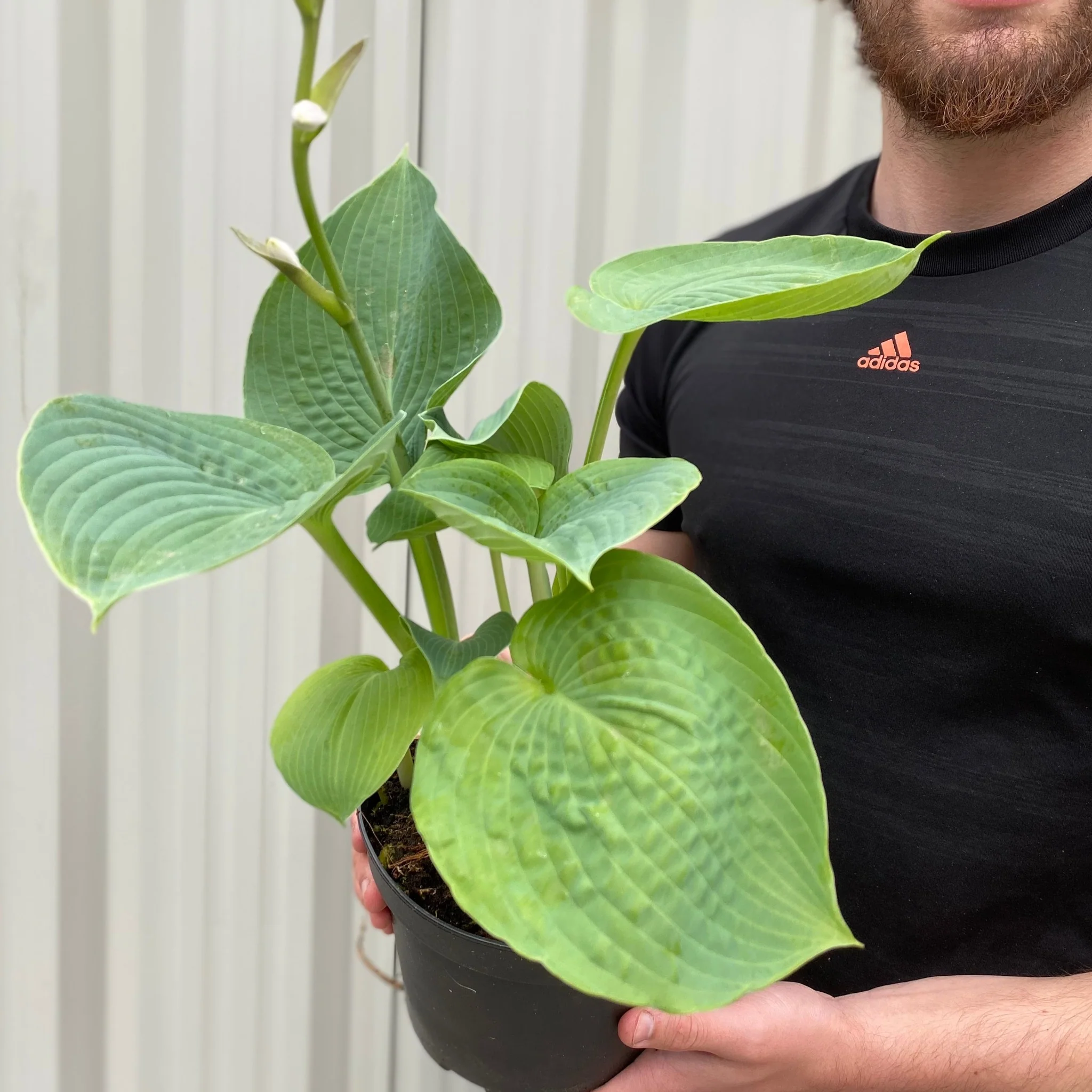 Hosta sieboldiana var. elegans 'Plantain Lily' 1.5L