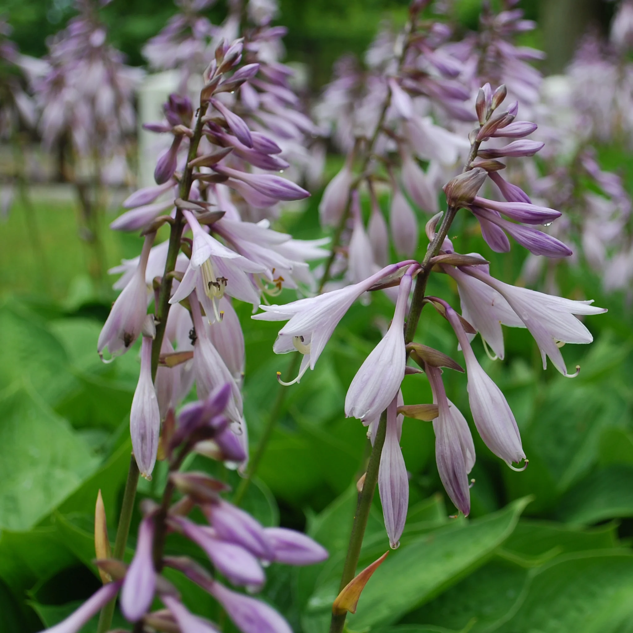Hosta sieboldiana var. elegans 'Plantain Lily' 1.5L - Image 3