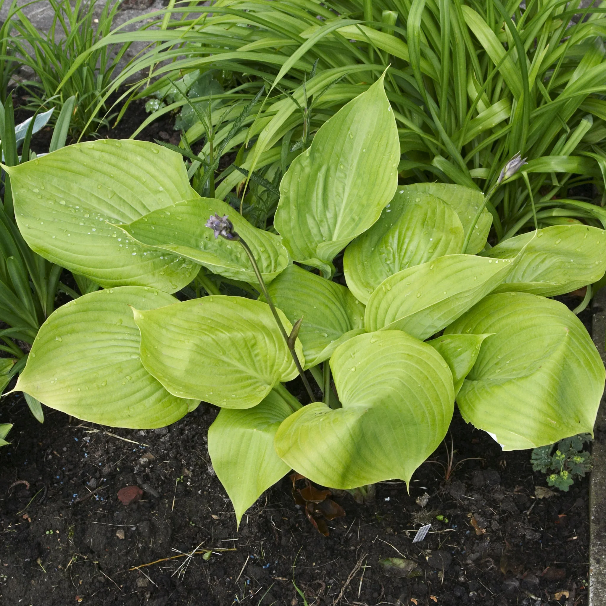 Hosta 'Sum and Substance' 9cm - Image 2
