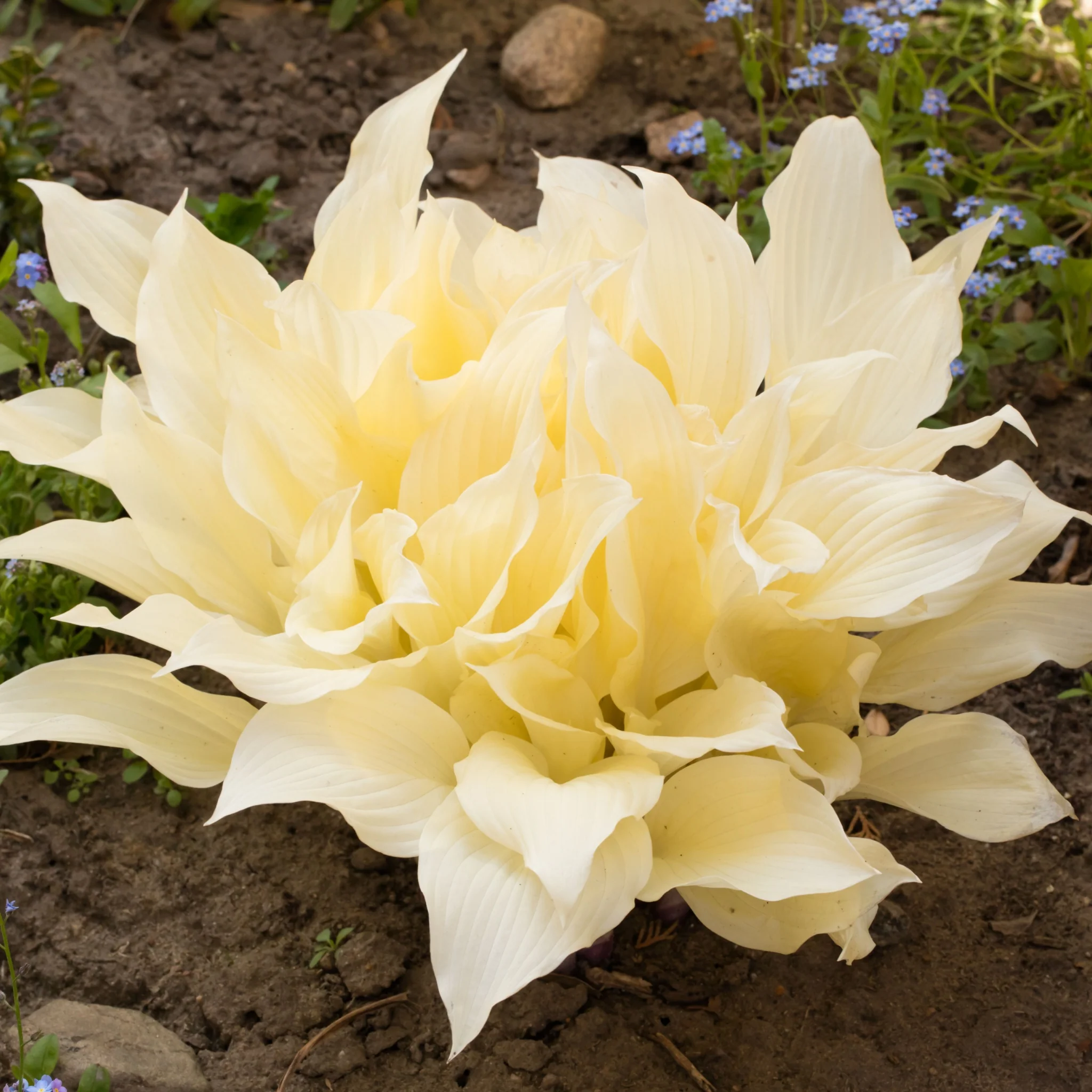 Hosta 'White Feather 2L - Image 3