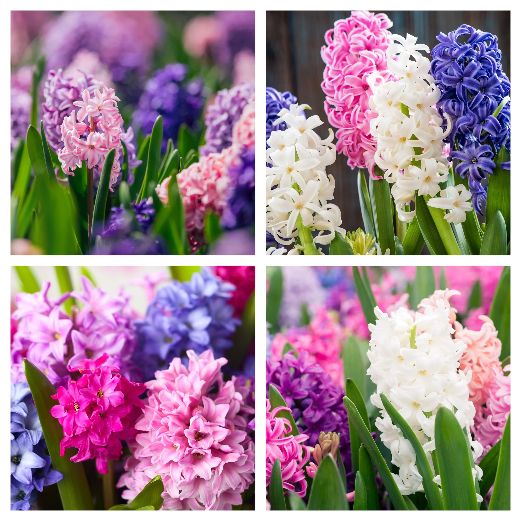 Hyacinth Mixed (3 Bulbs) - Image 2