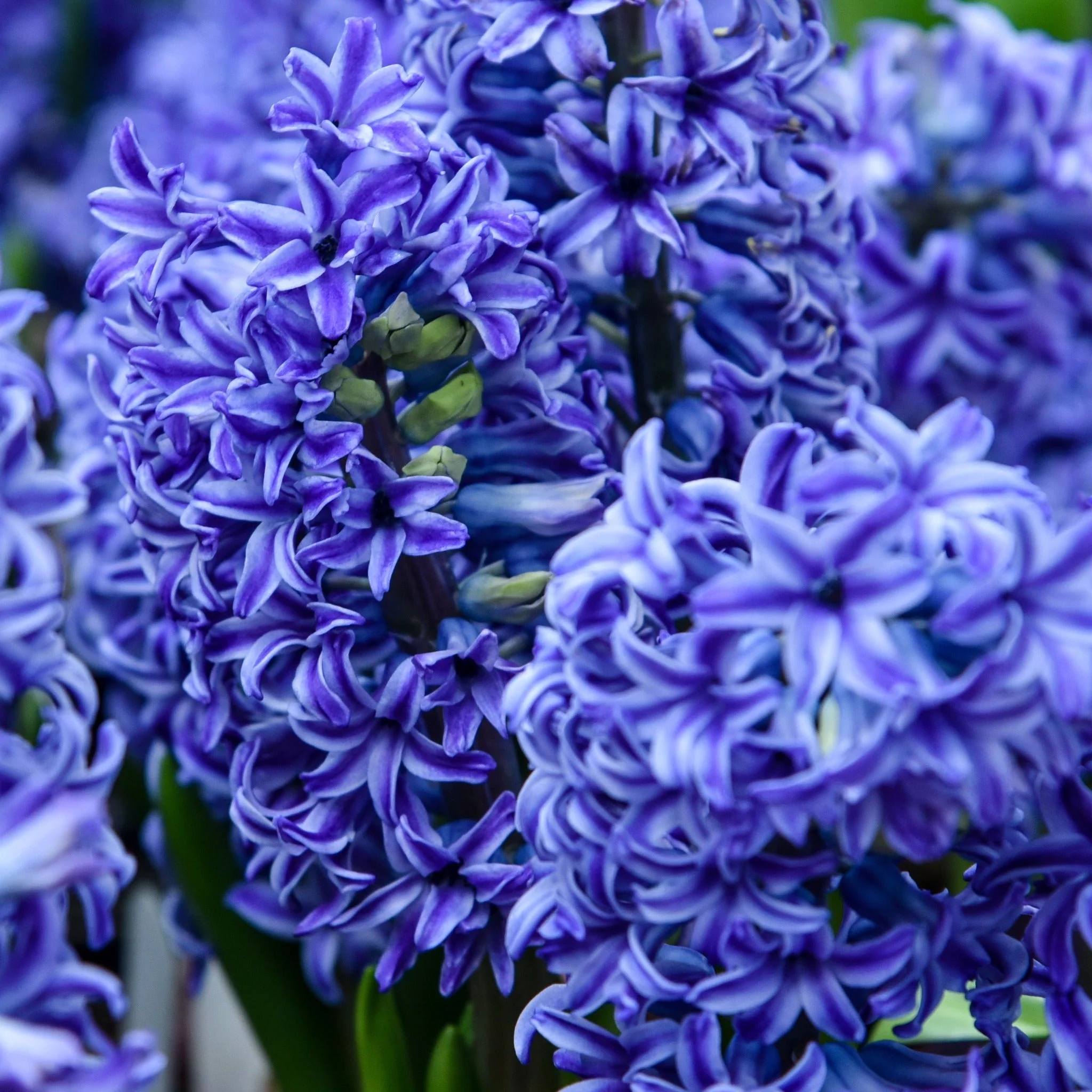Hyacinth Mixed (3/7 Bulbs) - Image 3