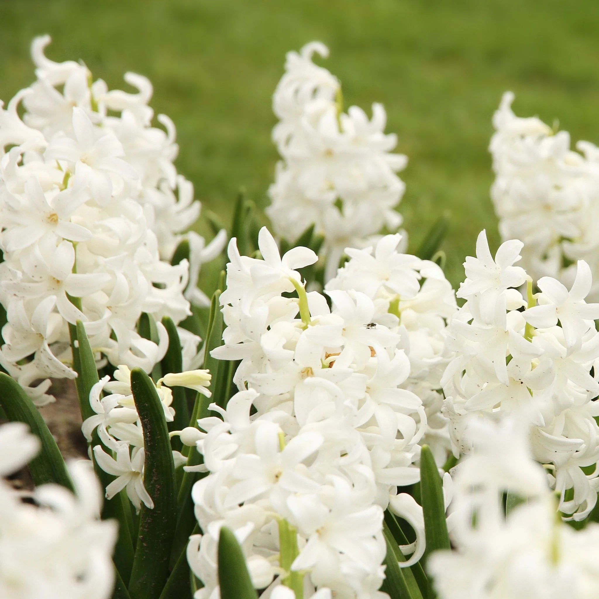 Hyacinth Mixed (3/7 Bulbs) - Image 4