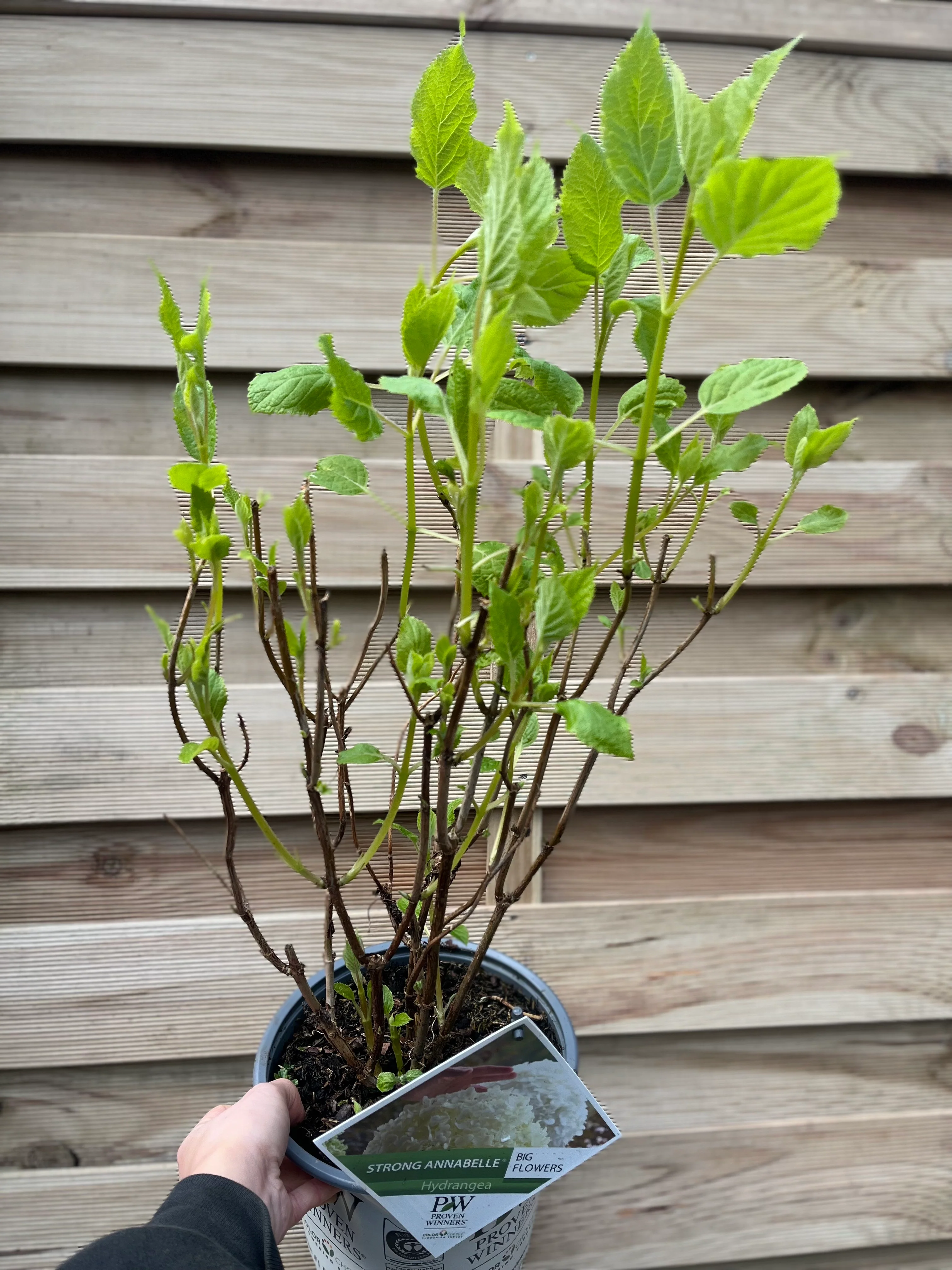 Hydrangea arborescens 'Incrediball' / 'Strong Annabelle' 3L / 5L / 7.5L / 10L / 20L - Image 5