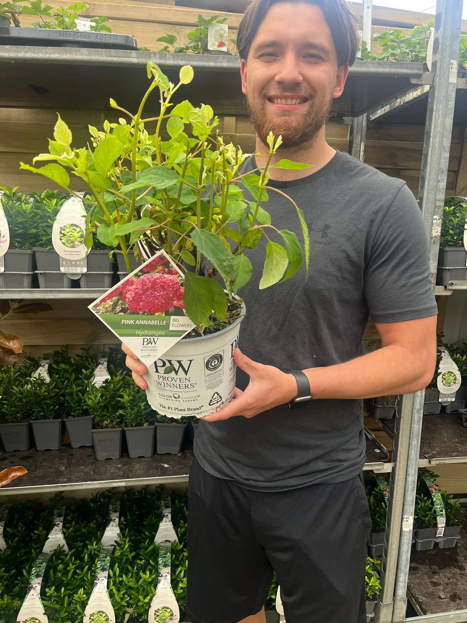 Hydrangea arborescens 'Strong Annabelle Pink' 3L - Image 4