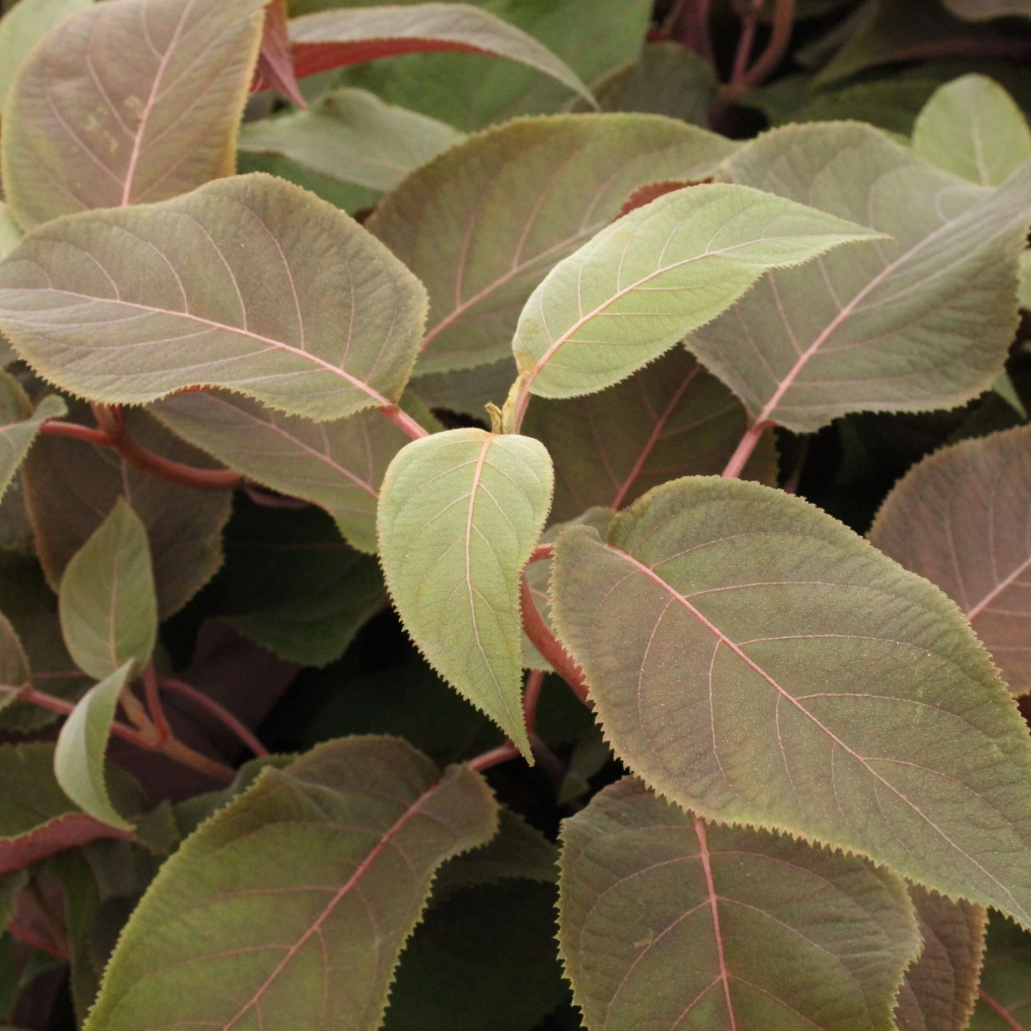 Hydrangea aspera 'Hot Chocolate' 9cm - Image 3