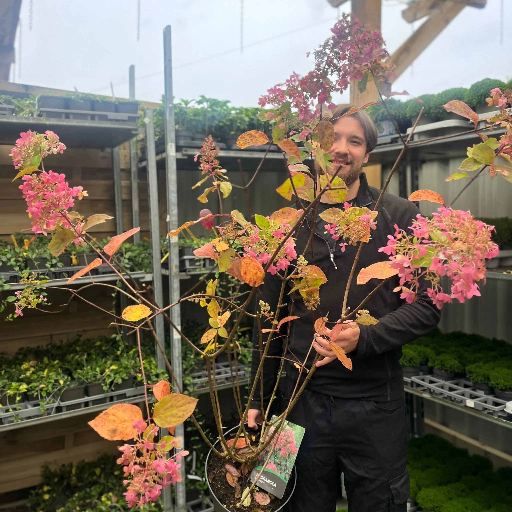 Hydrangea paniculata 'Ruby' 7.5L