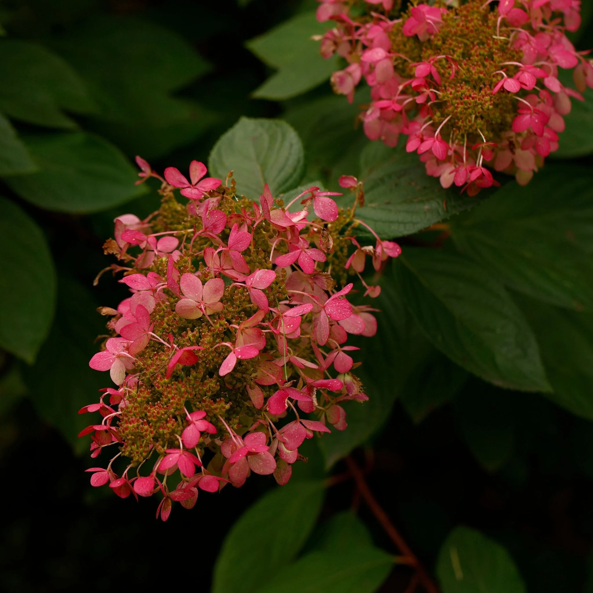Hydrangea paniculata 'Ruby' 7.5L - Image 2