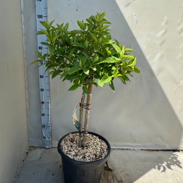 Hydrangea paniculata 'LimeLight€™ Multistem Tree 12L-45L - Image 7