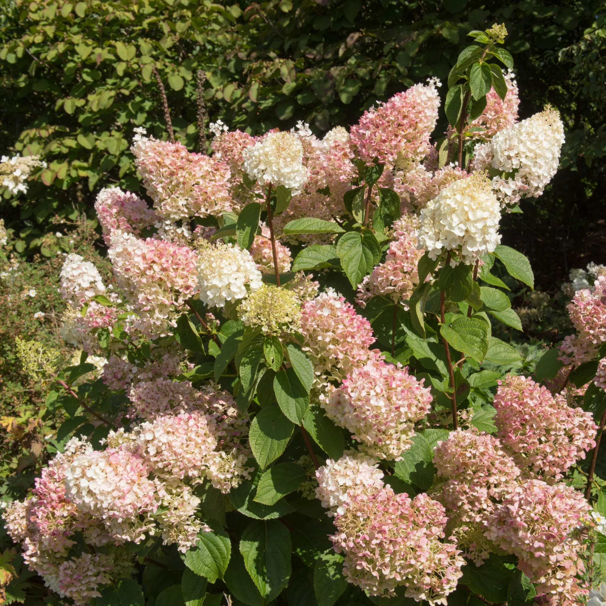 Hydrangea paniculata 'Silver Dollar' 1.5/10L - Image 4