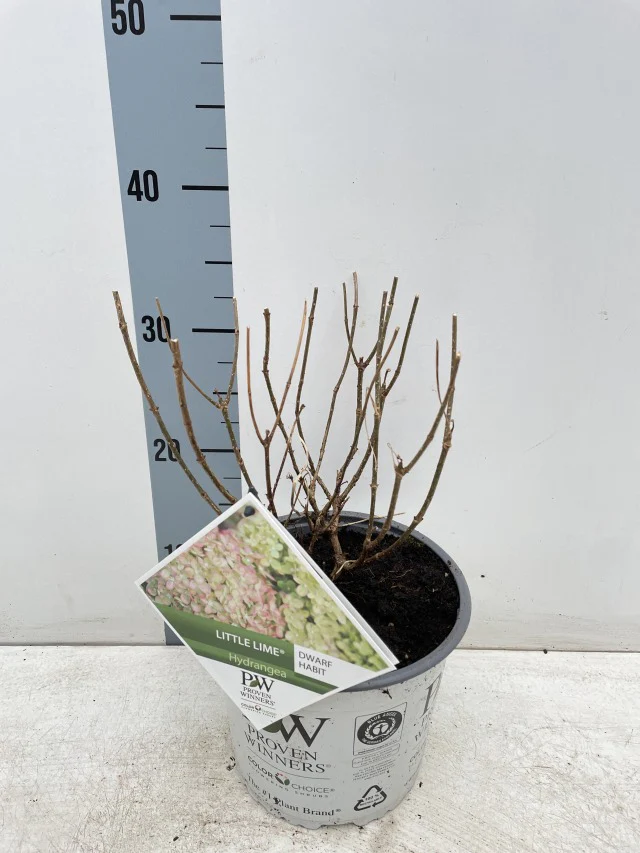 Hydrangea paniculata 'Little Lime' 3L / 5L - Image 5