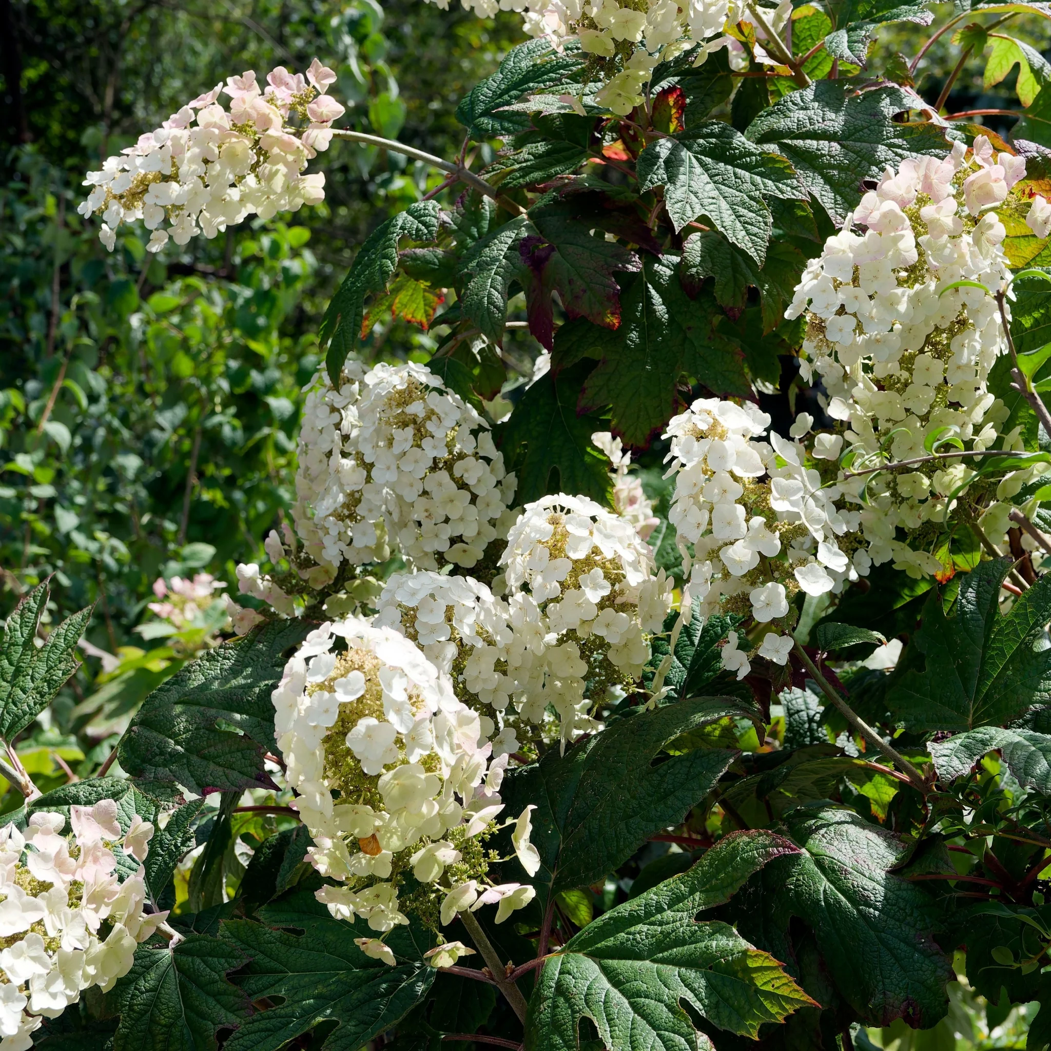 Hydrangea quercifolia 'Burgundy' (Oak Leaf Hydrangea) - 2.5L