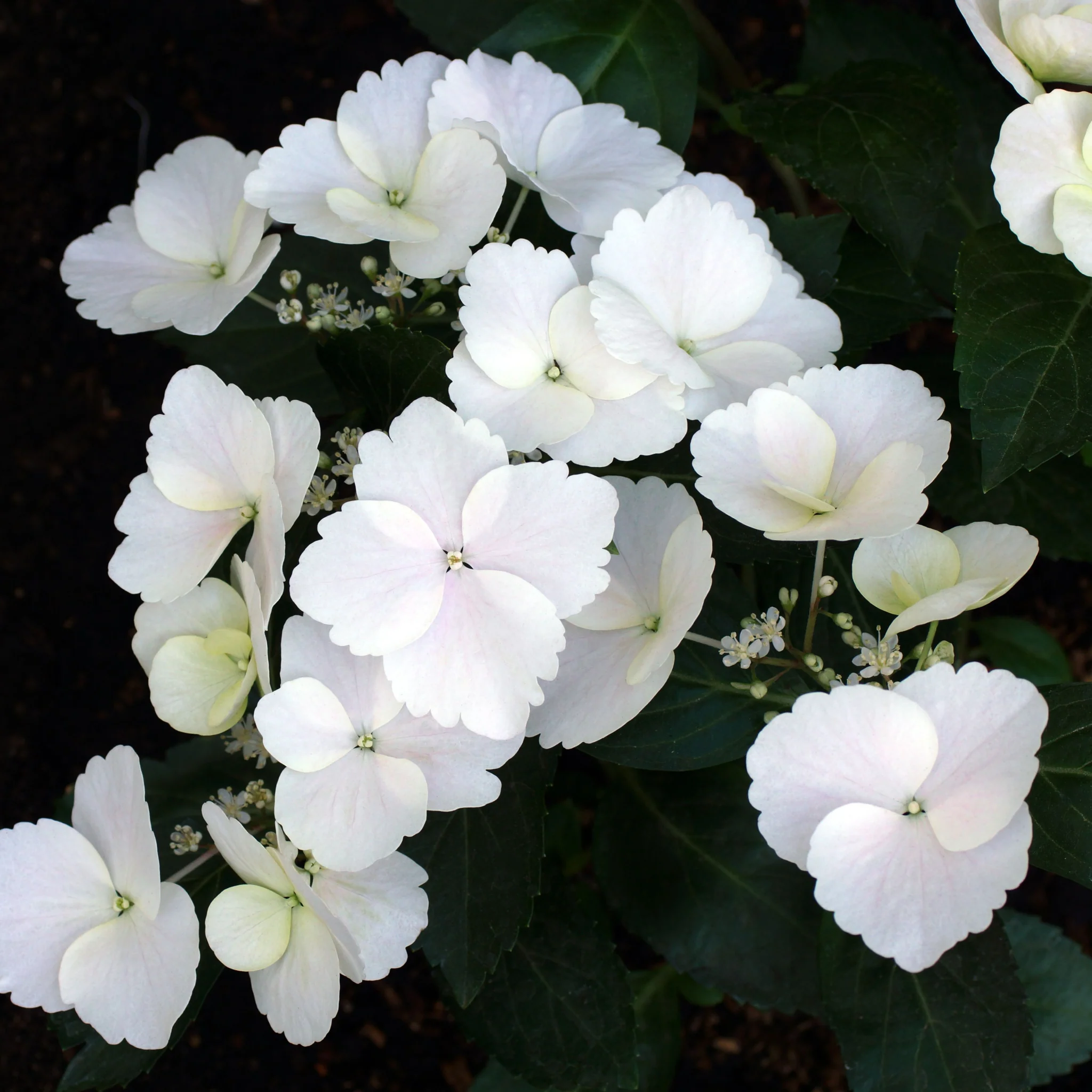 Hydrangea 'Runaway Bride' - Image 3