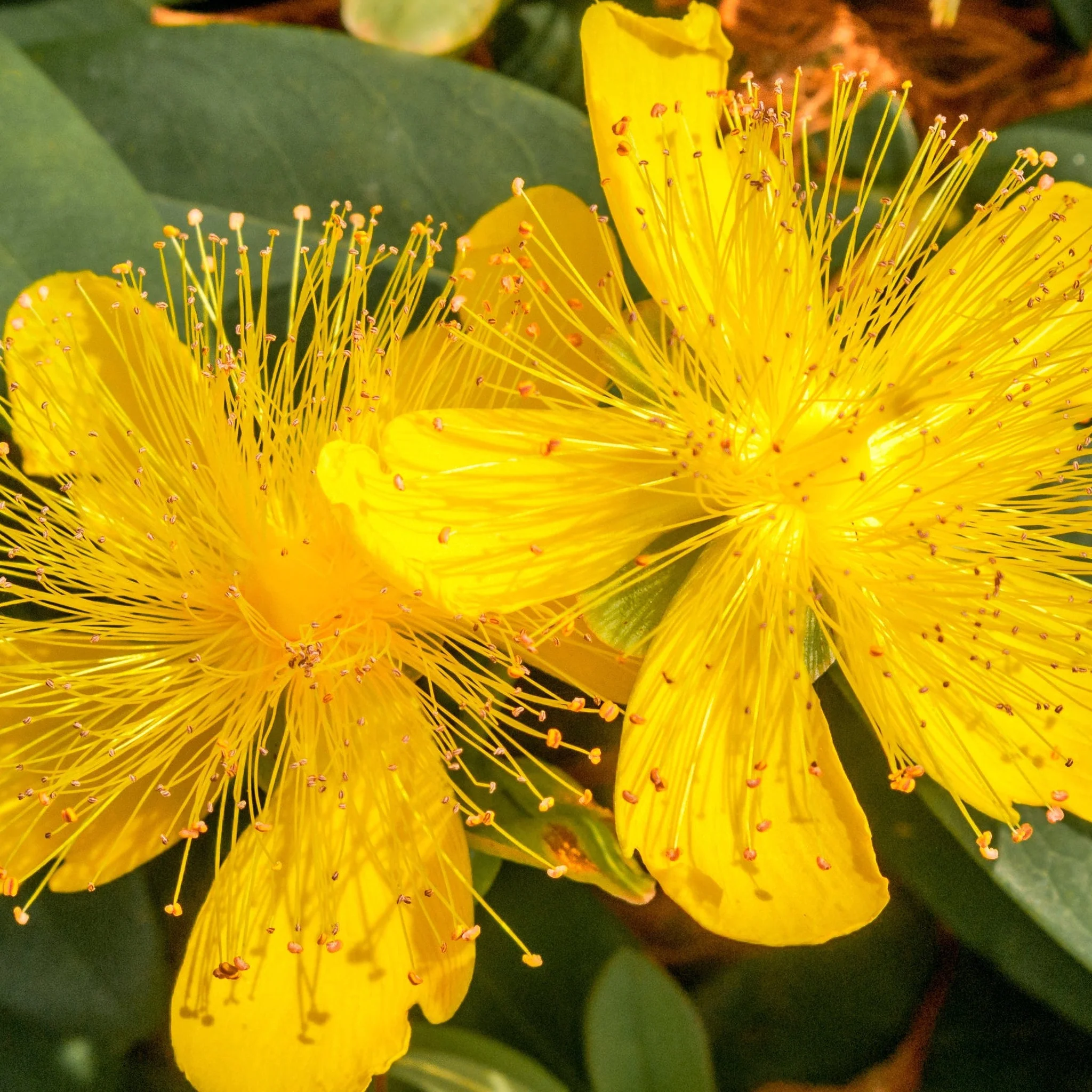Hypericum calycinum 'Rose of Sharon' 1L