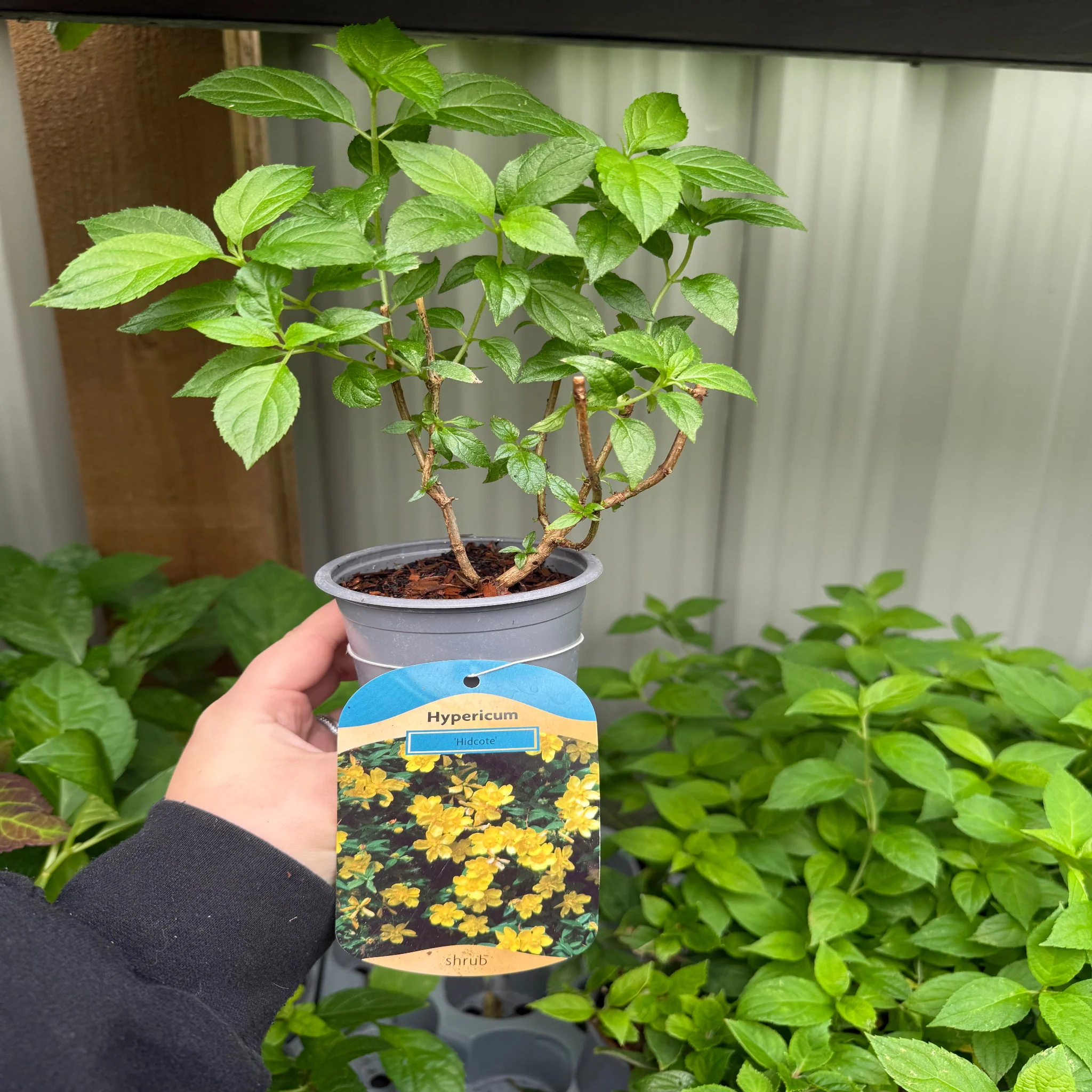 Hypericum Hidcote' 9cm / 3.5L - Image 2