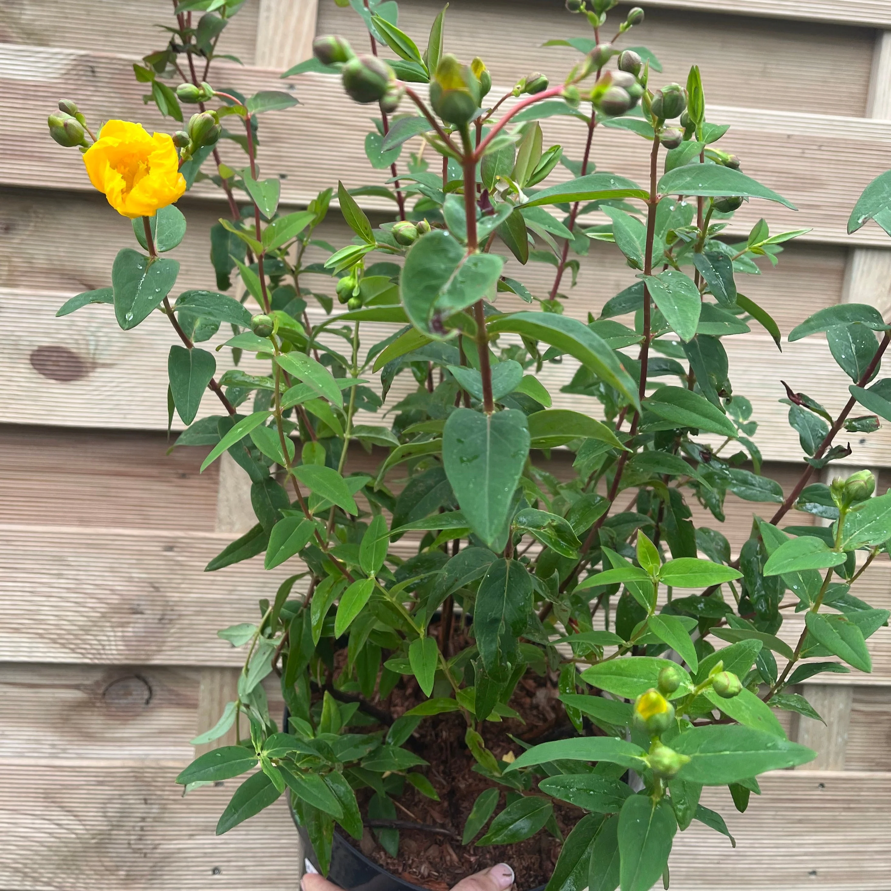 Hypericum Hidcote' 9cm / 3.5L - Image 3