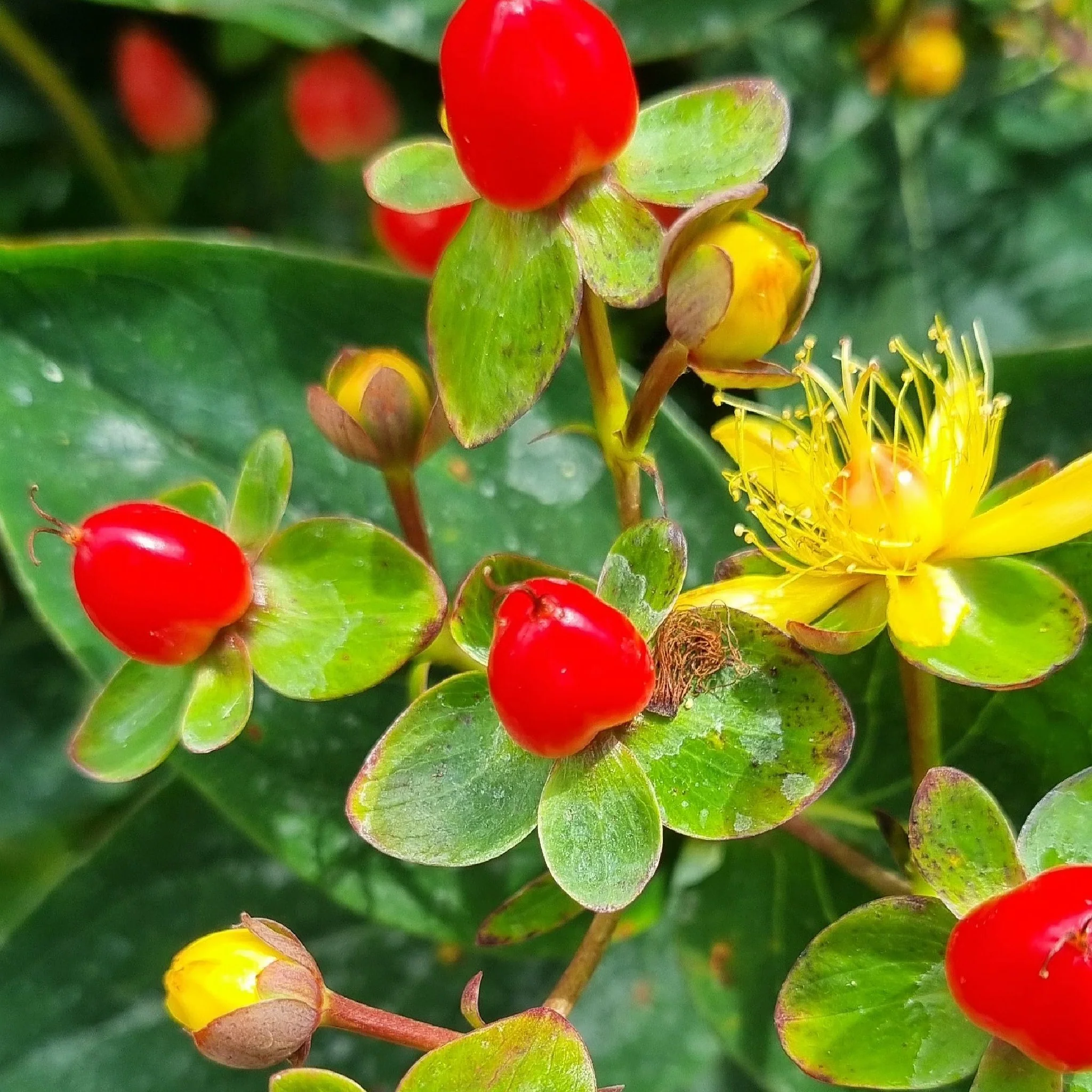 Hypericum 'Red Berry' 2L - Image 2