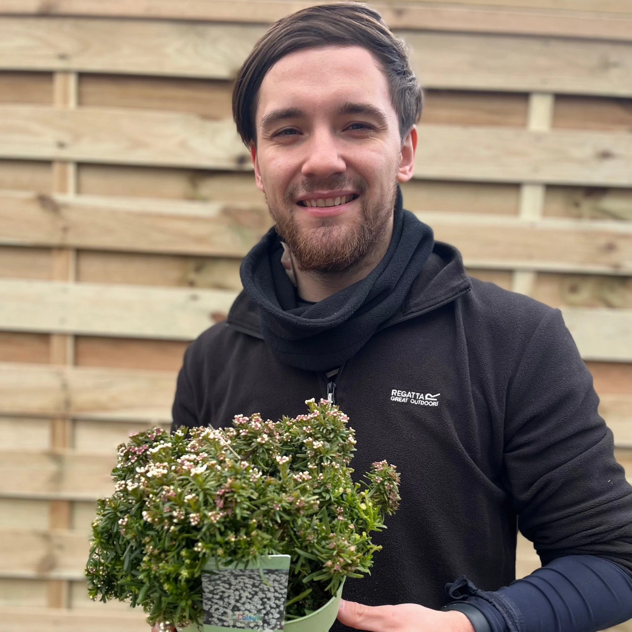 Iberis sempervirens 'Fishbeck' 2L - Image 3