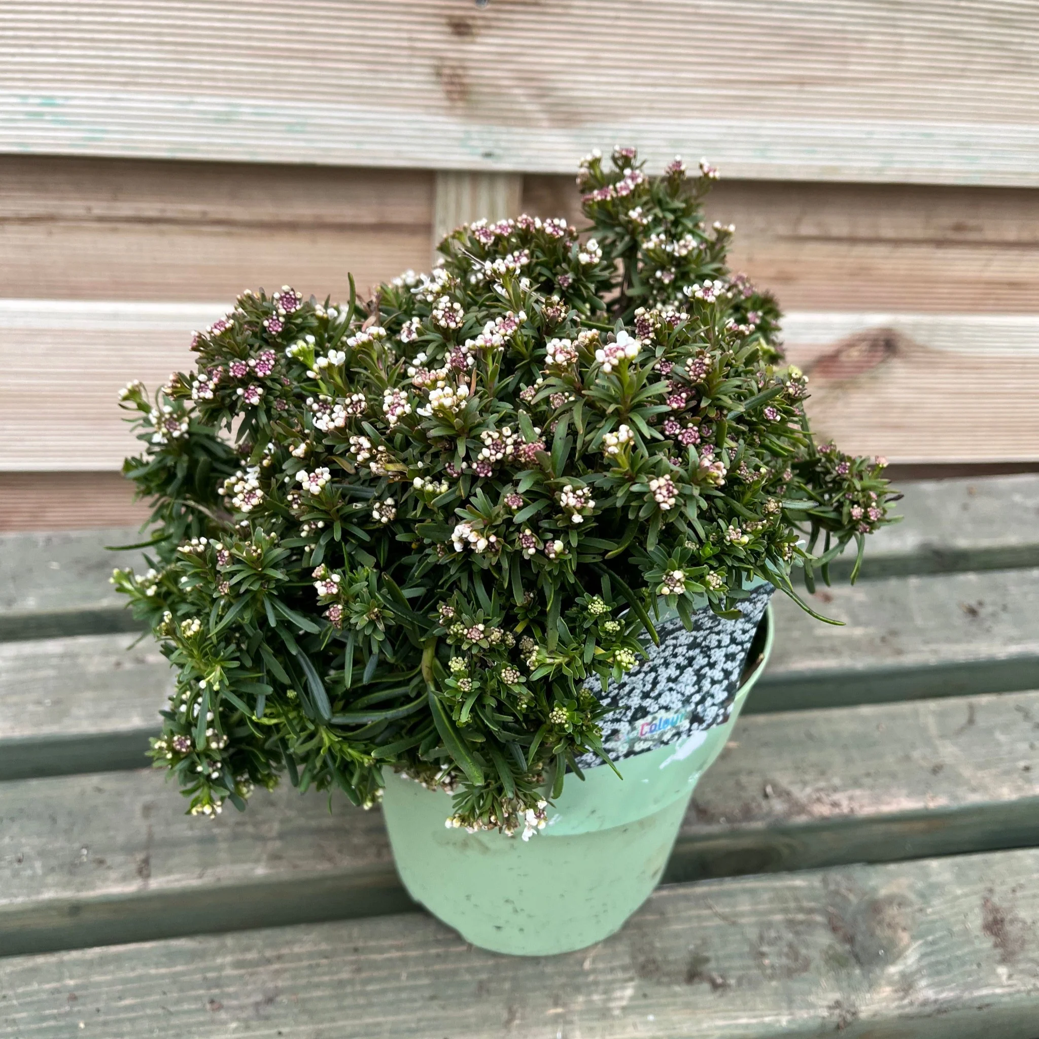 Iberis sempervirens 'Fishbeck' 2L - Image 4