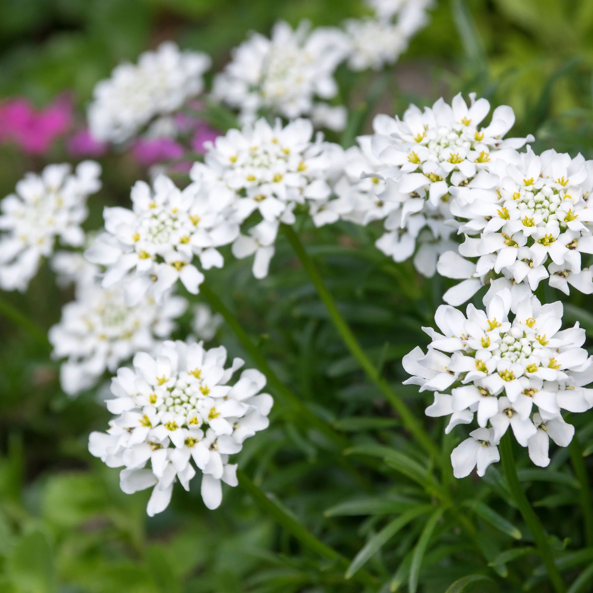 Iberis sempervirens 'Fischbeck' 9cm - Image 2
