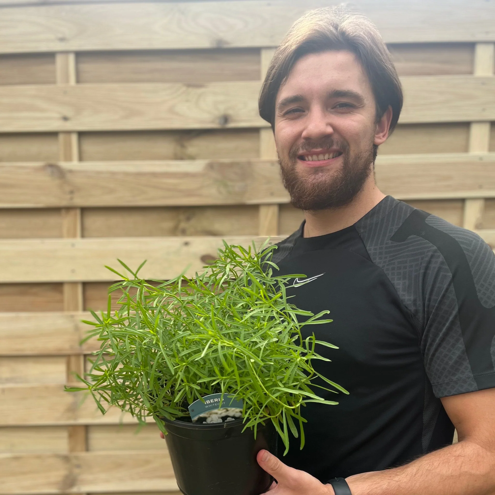 Iberis sempervirens 'Whiteout' 3L - Image 2