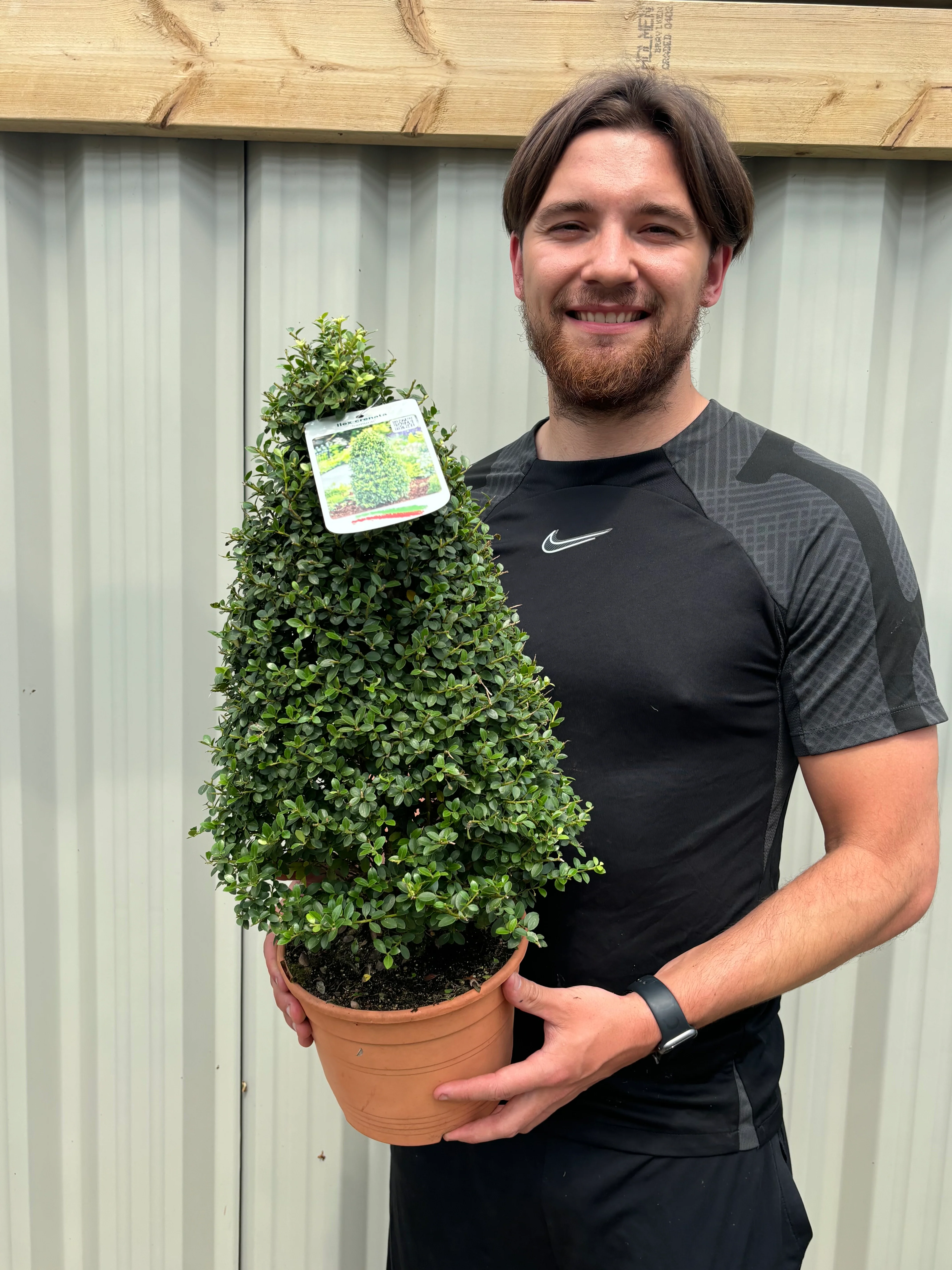 Ilex crenata 'Dark Green' Cone / Pyramid 3L - Image 2