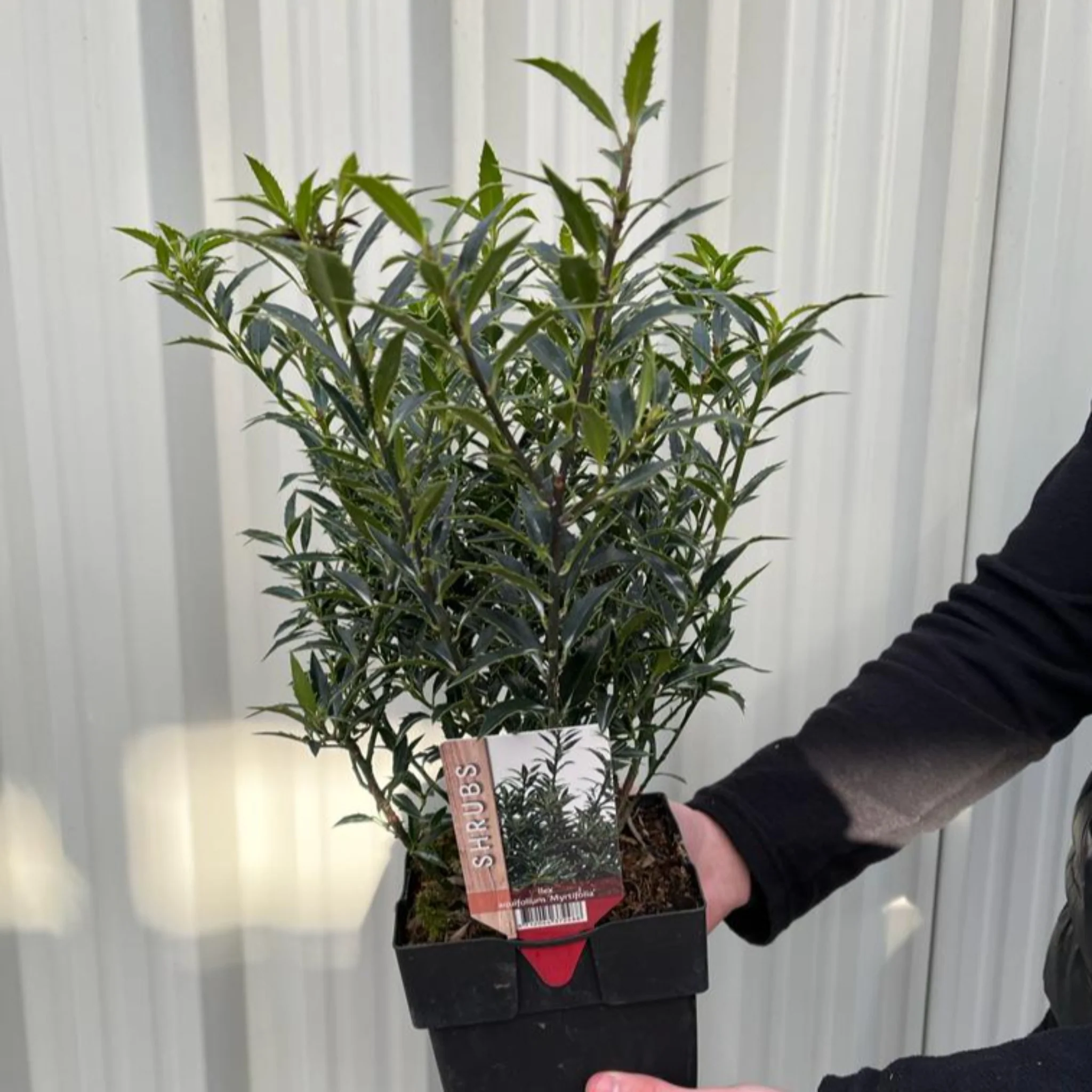 Ilex aquifolium 'Myrtifolia' | Holly 2L