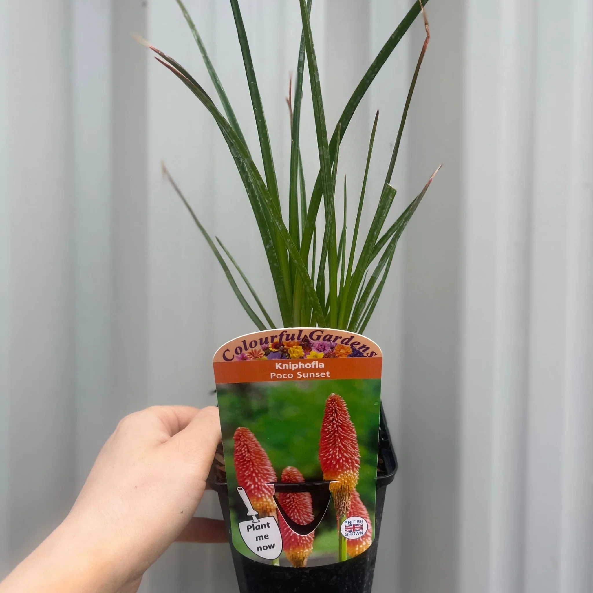 Kniphofia 'Paco Sunset' 9cm/3L - Image 2