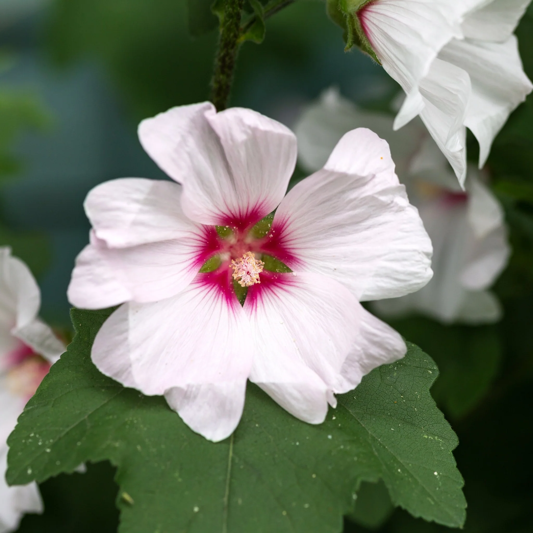 Lavatera 'Barnsley' 9cm / 2L - Image 2