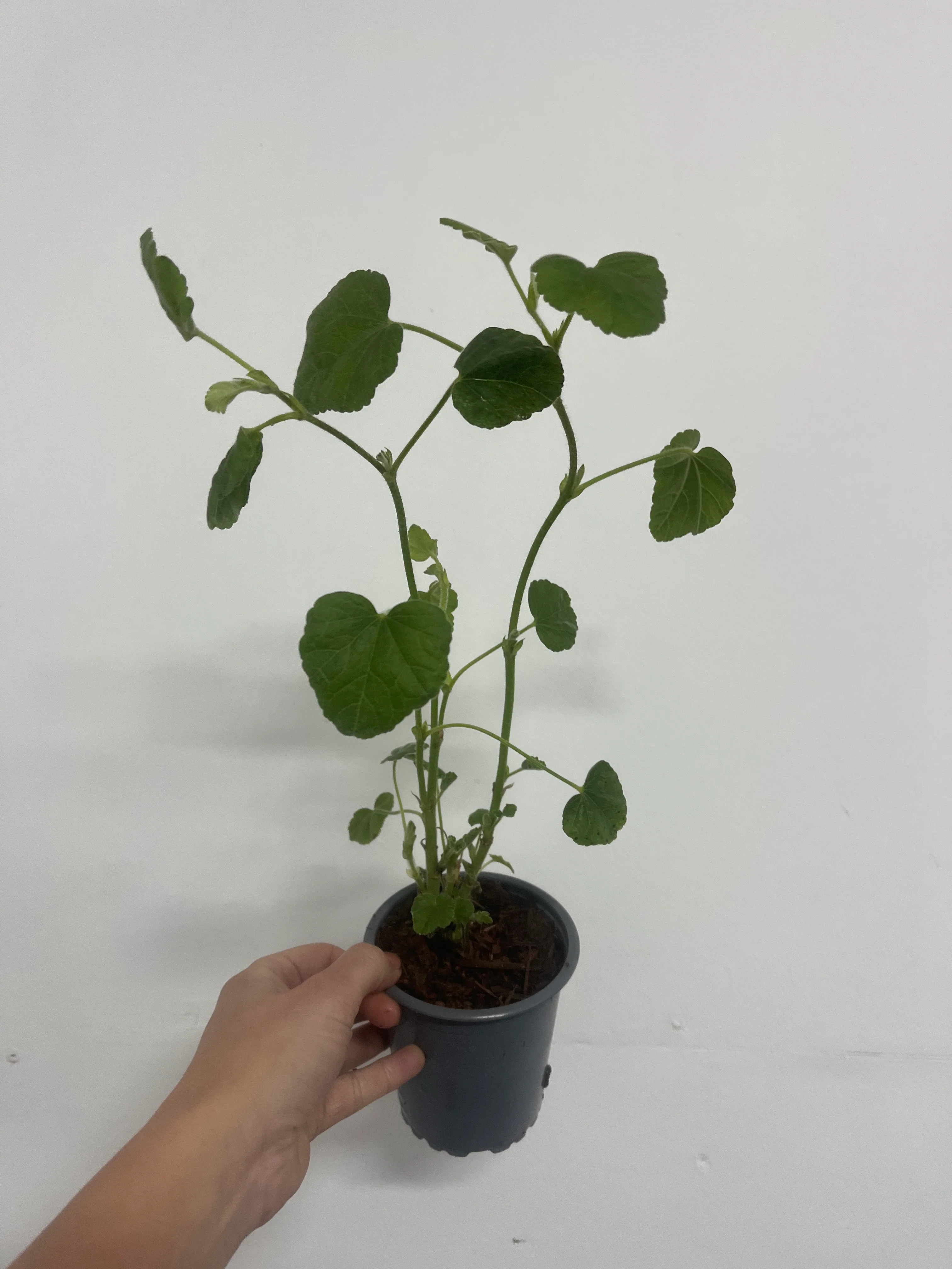 Lavatera 'Barnsley Baby' 9cm / 2L - Image 3