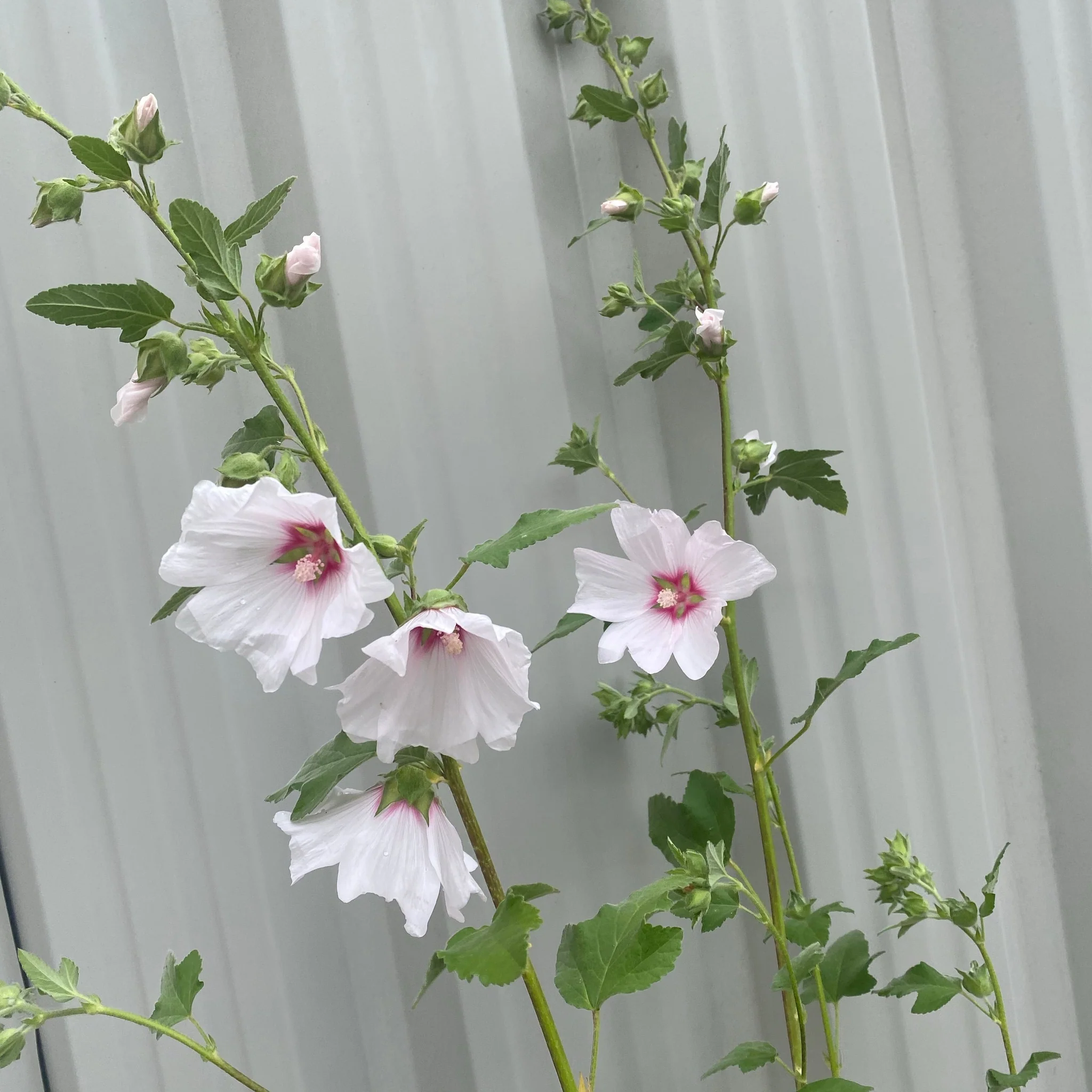 Lavatera 'Blushing Bride' 2L - Image 3