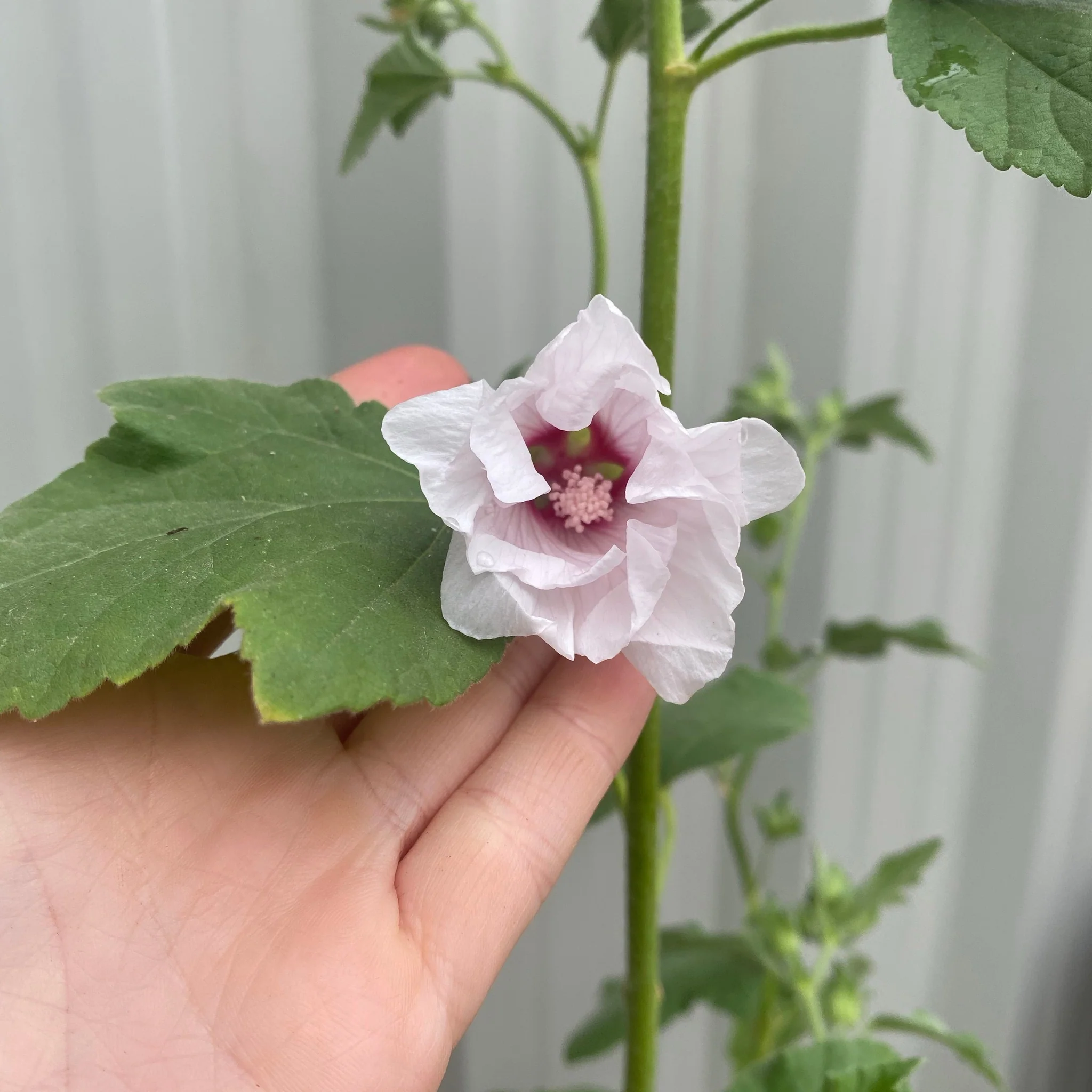 Lavatera 'Blushing Bride' 2L - Image 4
