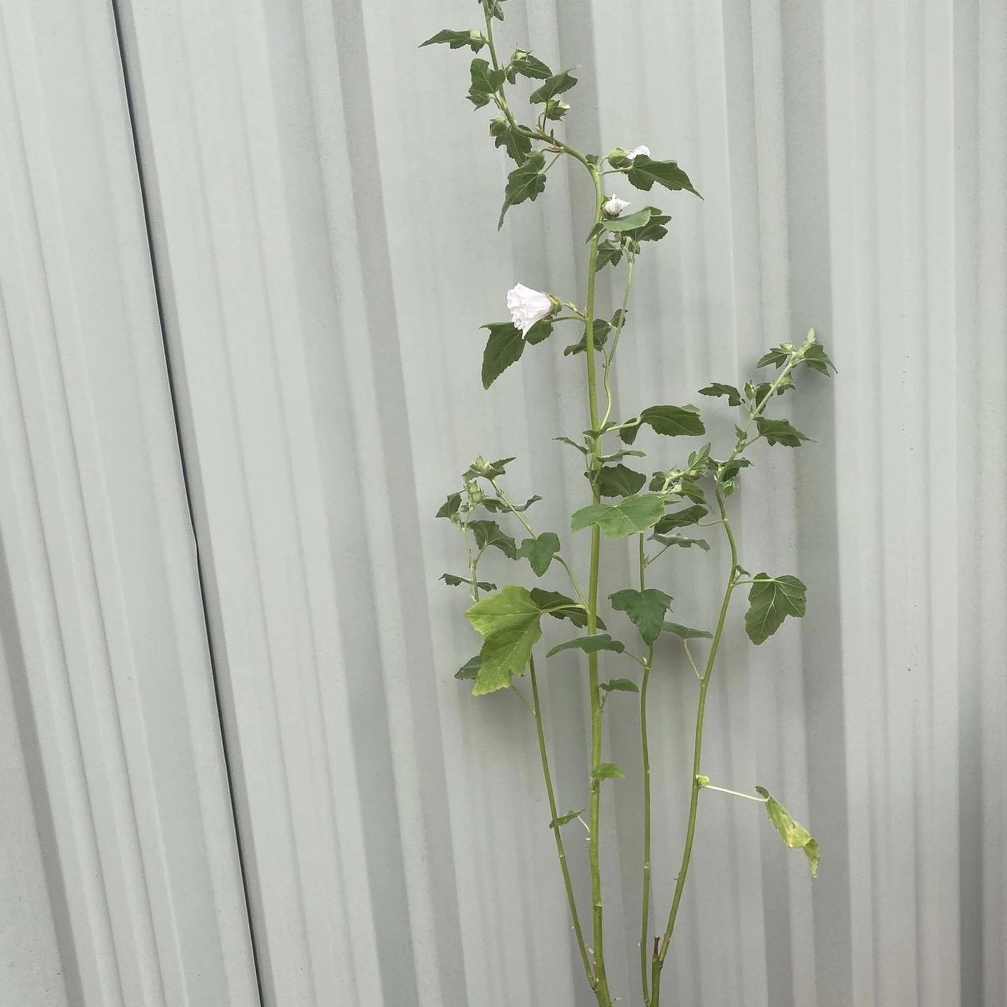 Lavatera 'Blushing Bride' 2L - Image 5