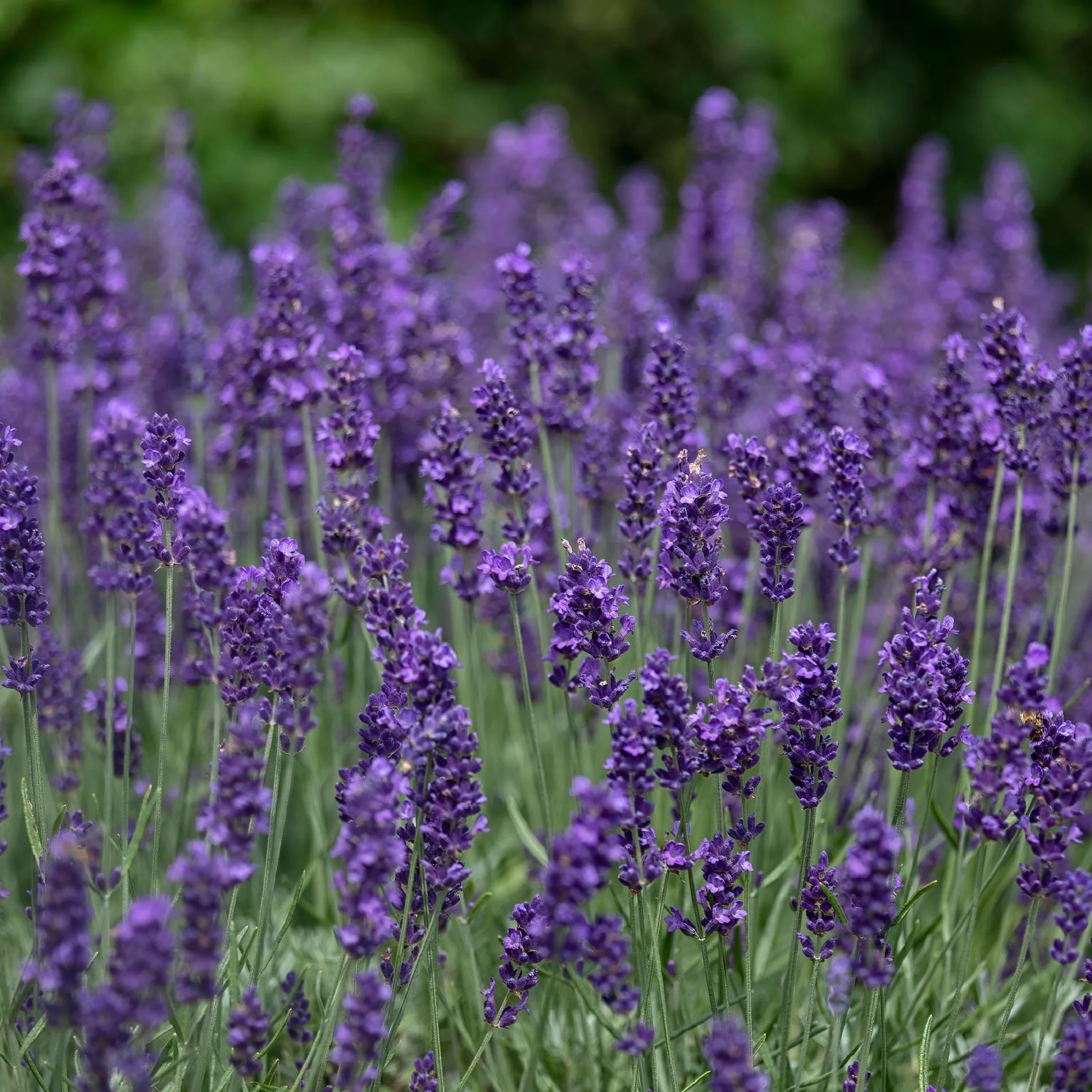 Lavender angustifolia Hidcote (Young Perennial) PRE ORDER Dispatch April