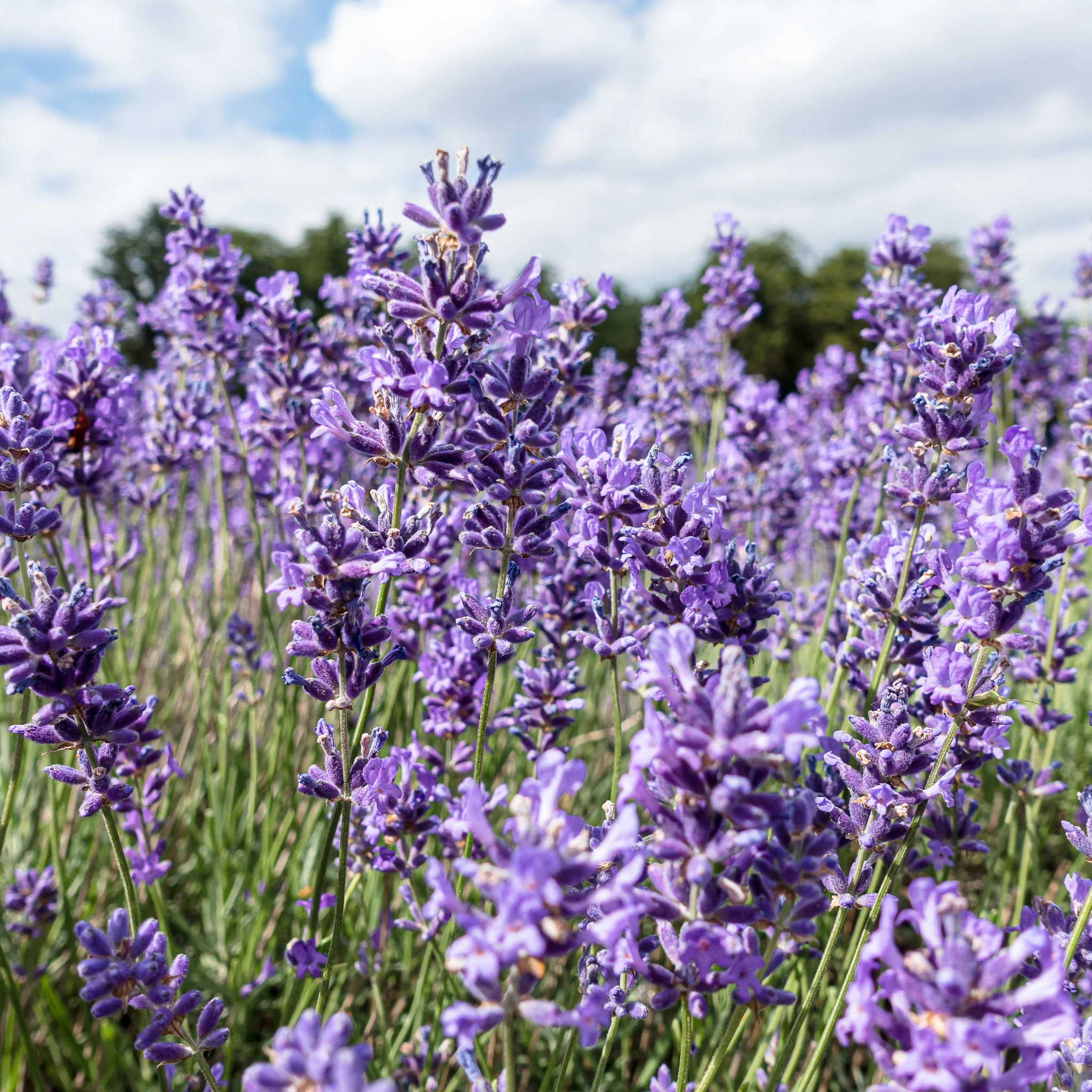 Lavender 'Hidcote' 2L - Image 2