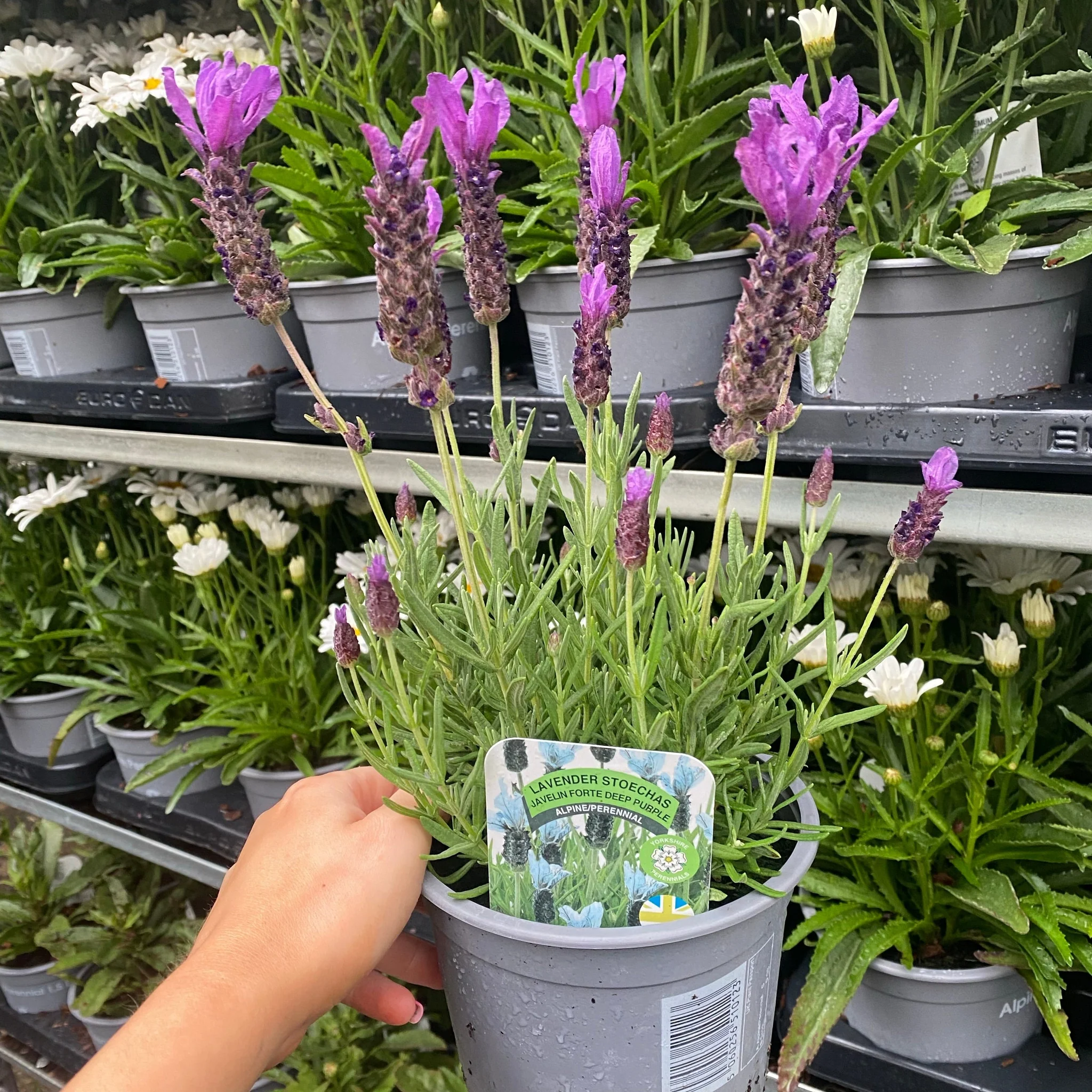Lavender Stoechas - Javelin Deep Purple 9cm/1.5L/2L - Image 5