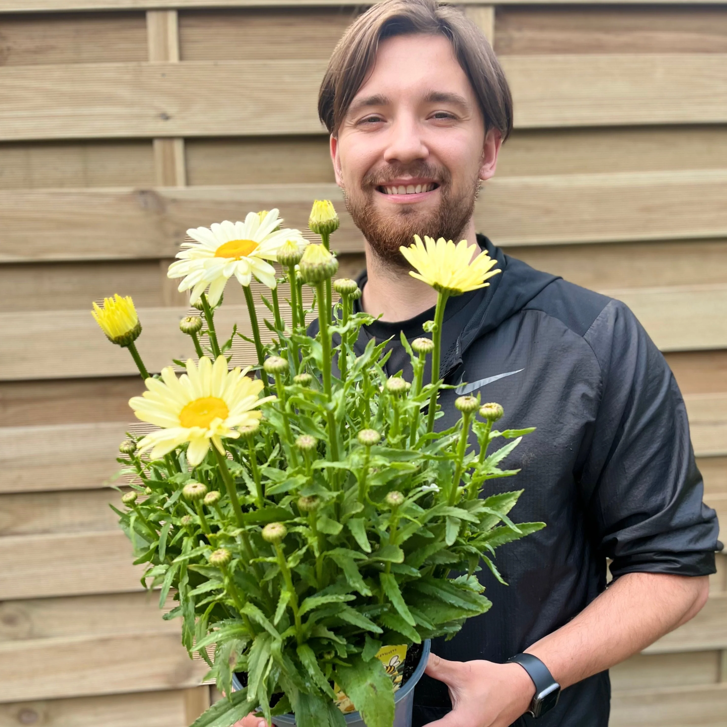 Leucanthemum 'Gelb' 3L - Image 2