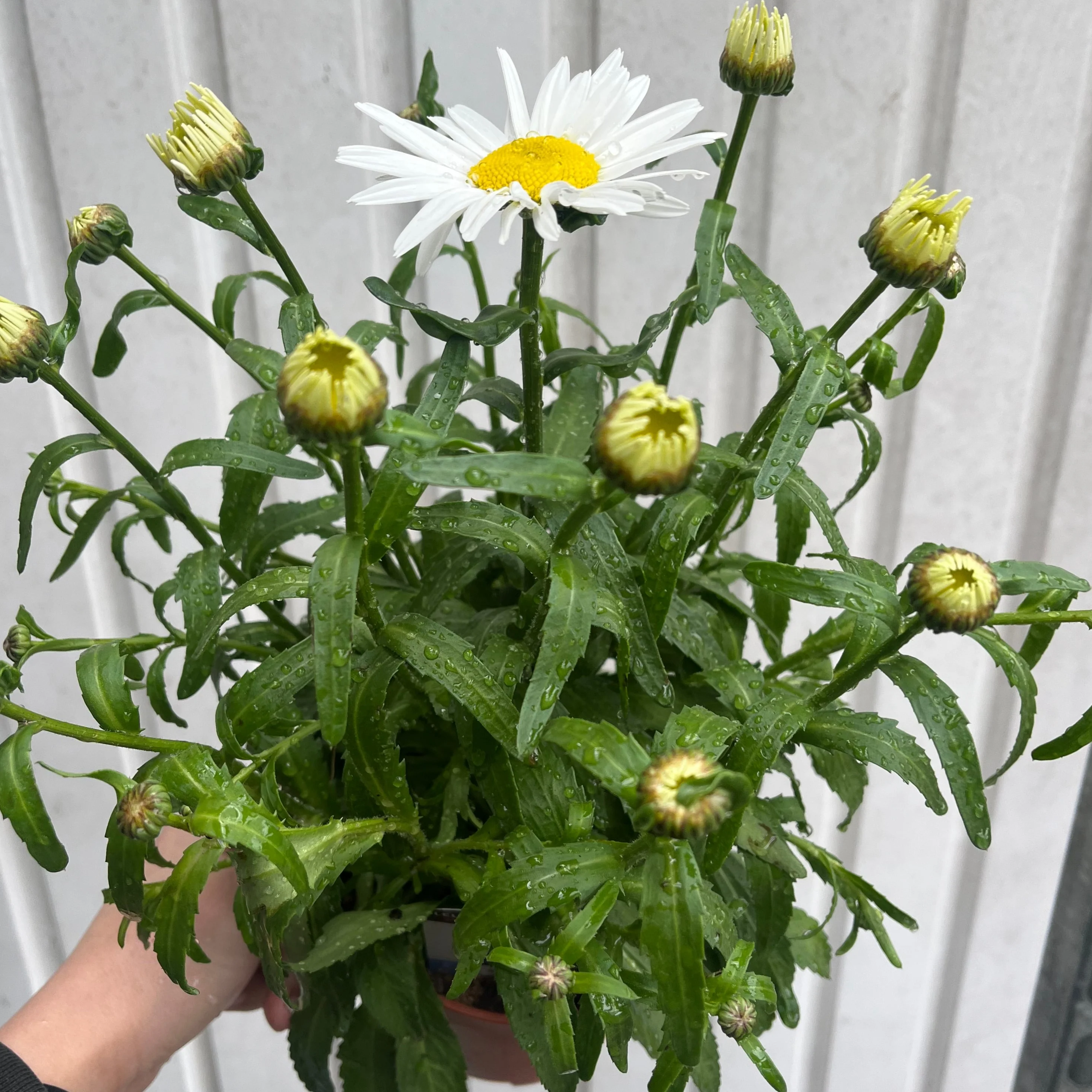 Leucanthemum x superbum Madonna' 9cm/1.5L - Image 3