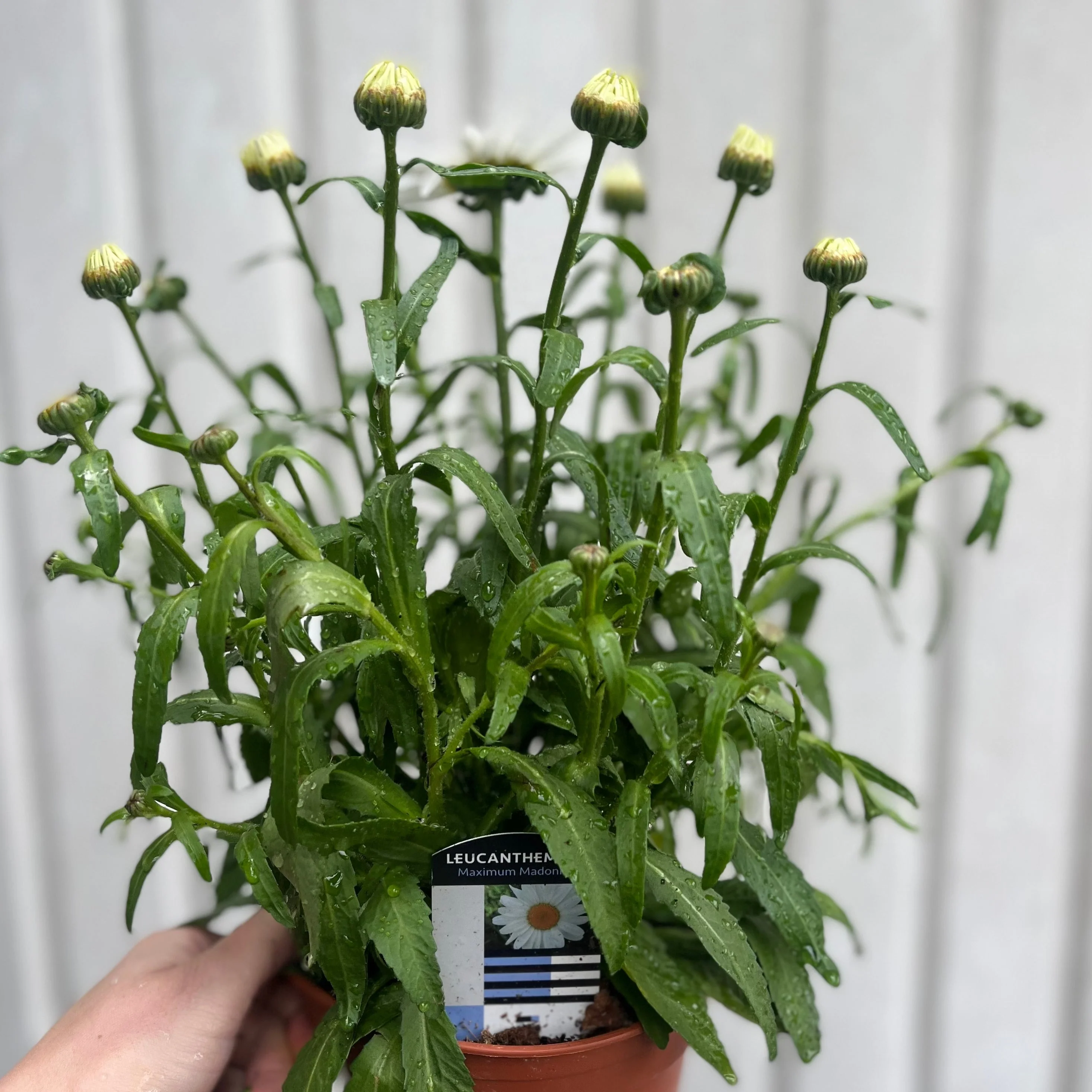 Leucanthemum x superbum Madonna' 9cm/1.5L - Image 4