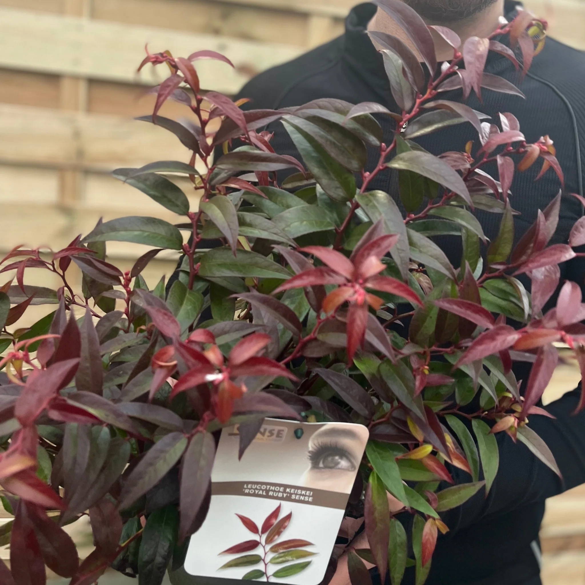 Leucothoe keiskei 'Royal Ruby' 2L - Image 2
