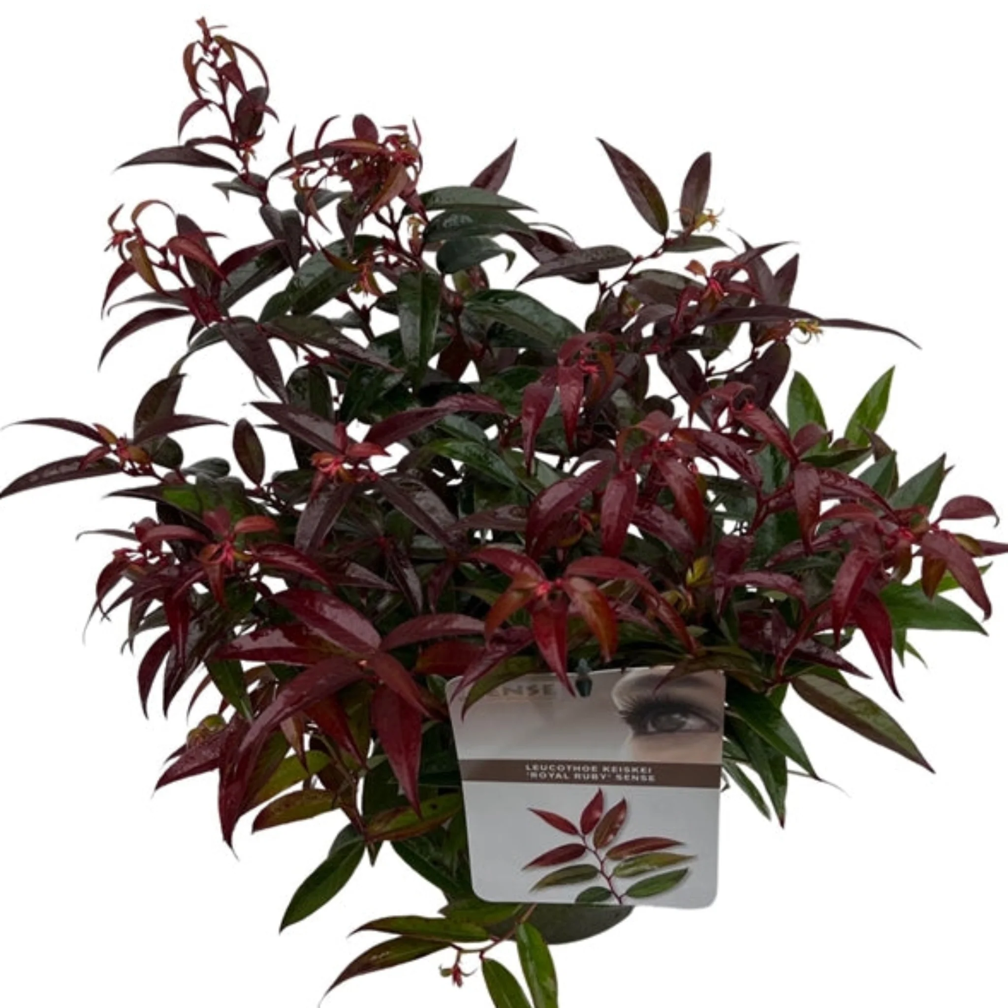Leucothoe keiskei 'Royal Ruby' 2L - Image 3