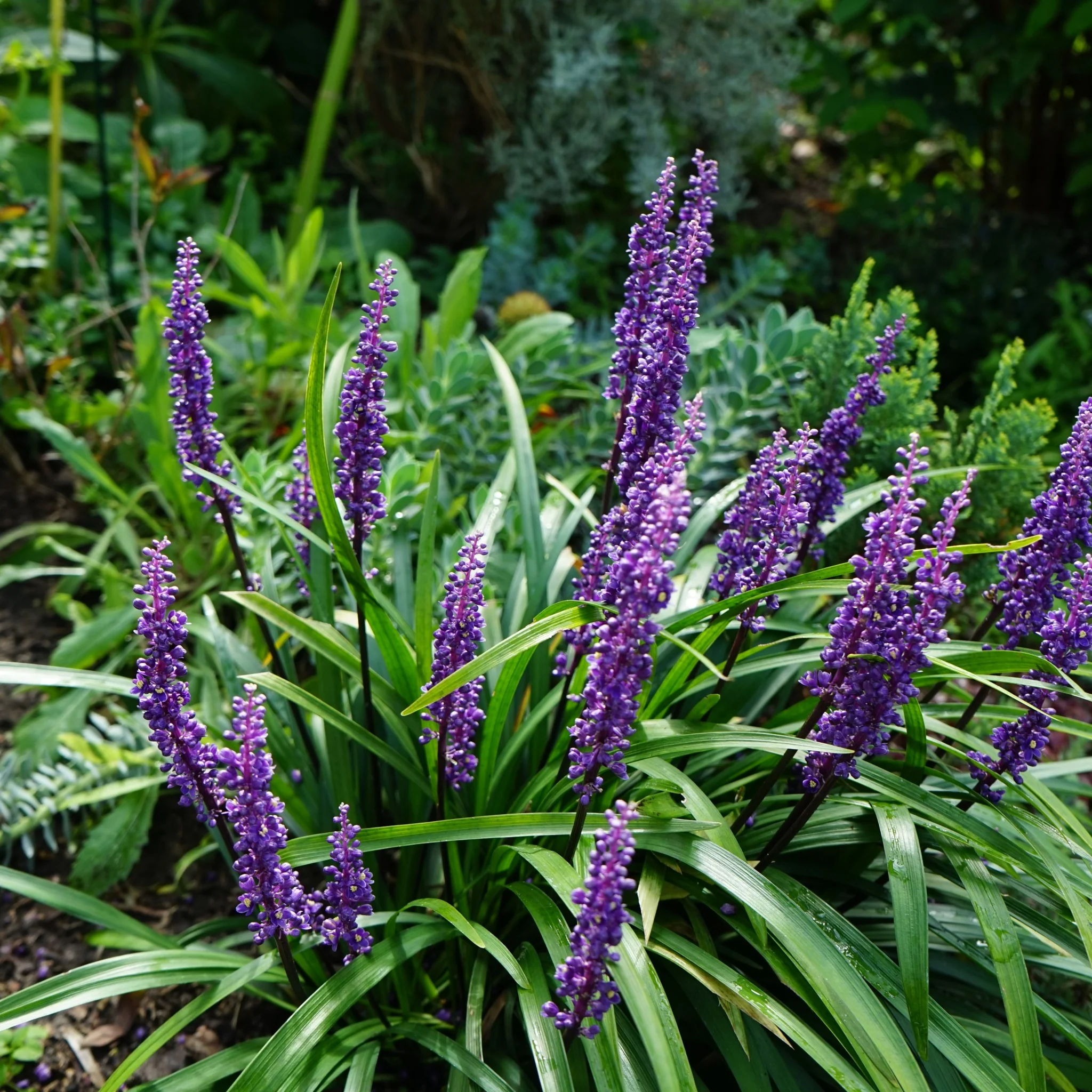 Liriope muscari 'MoneyMaker' 1L - Image 2