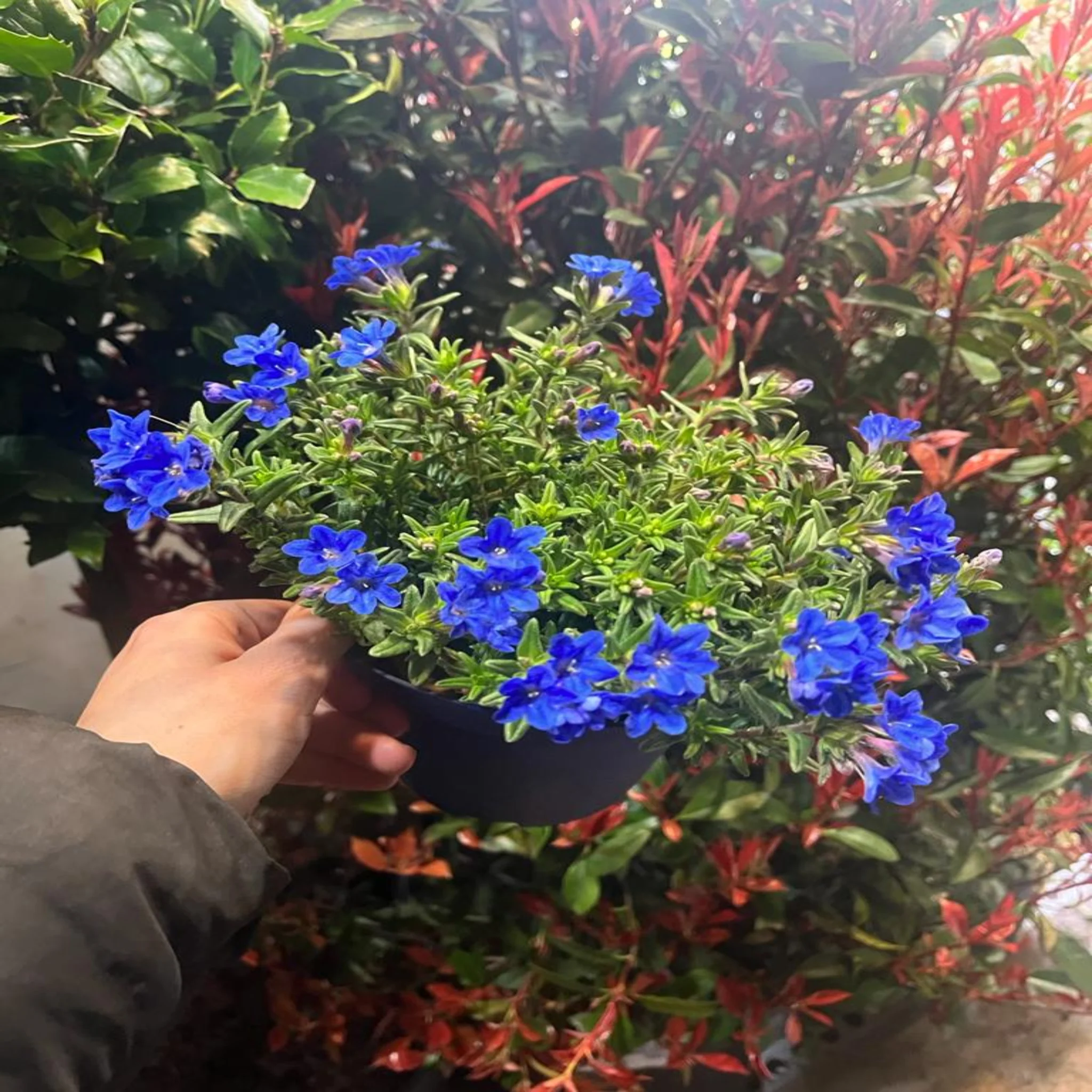 Lithodora 'Heavenly Blue' - Image 3