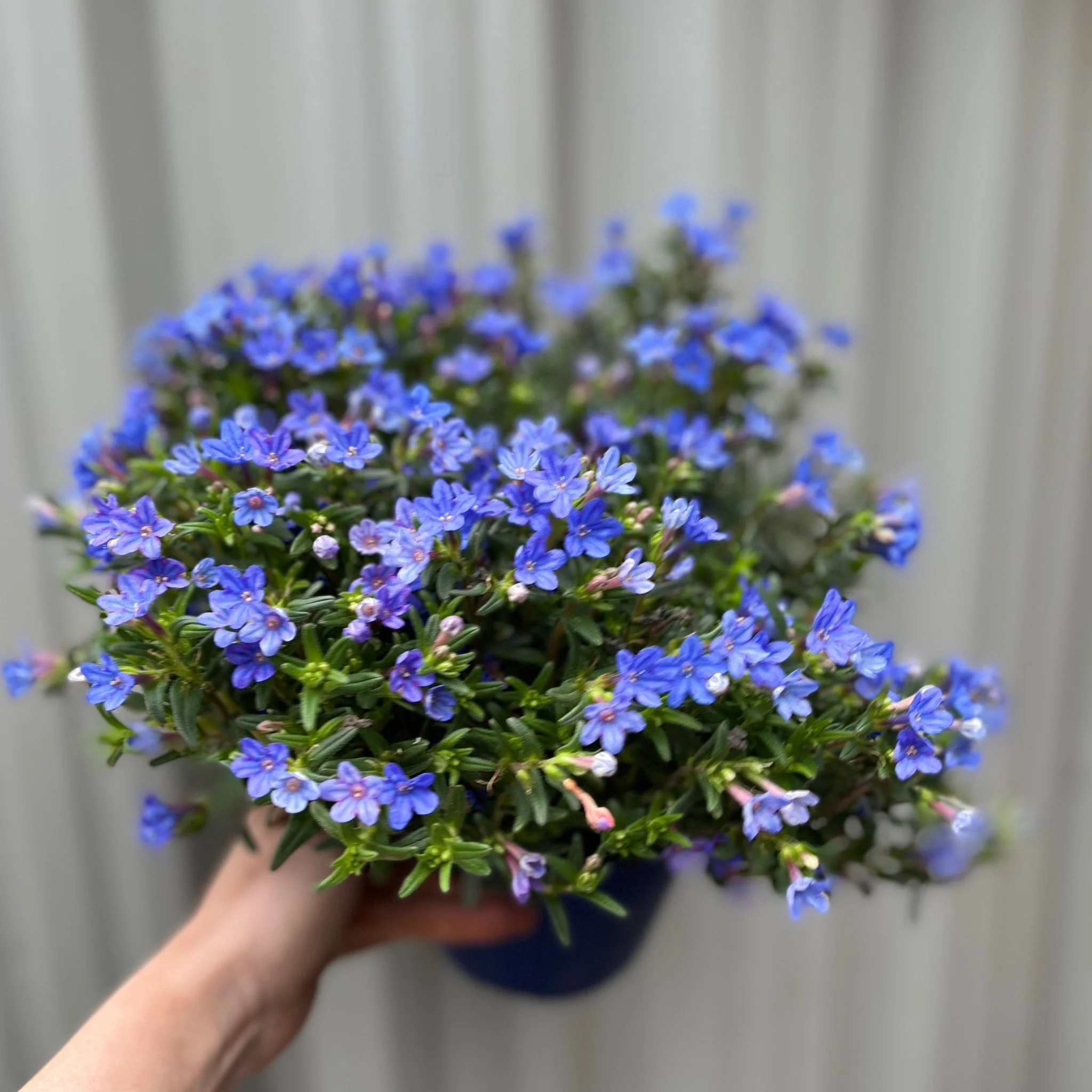 Lithodora 'Heavenly Blue' - Image 4