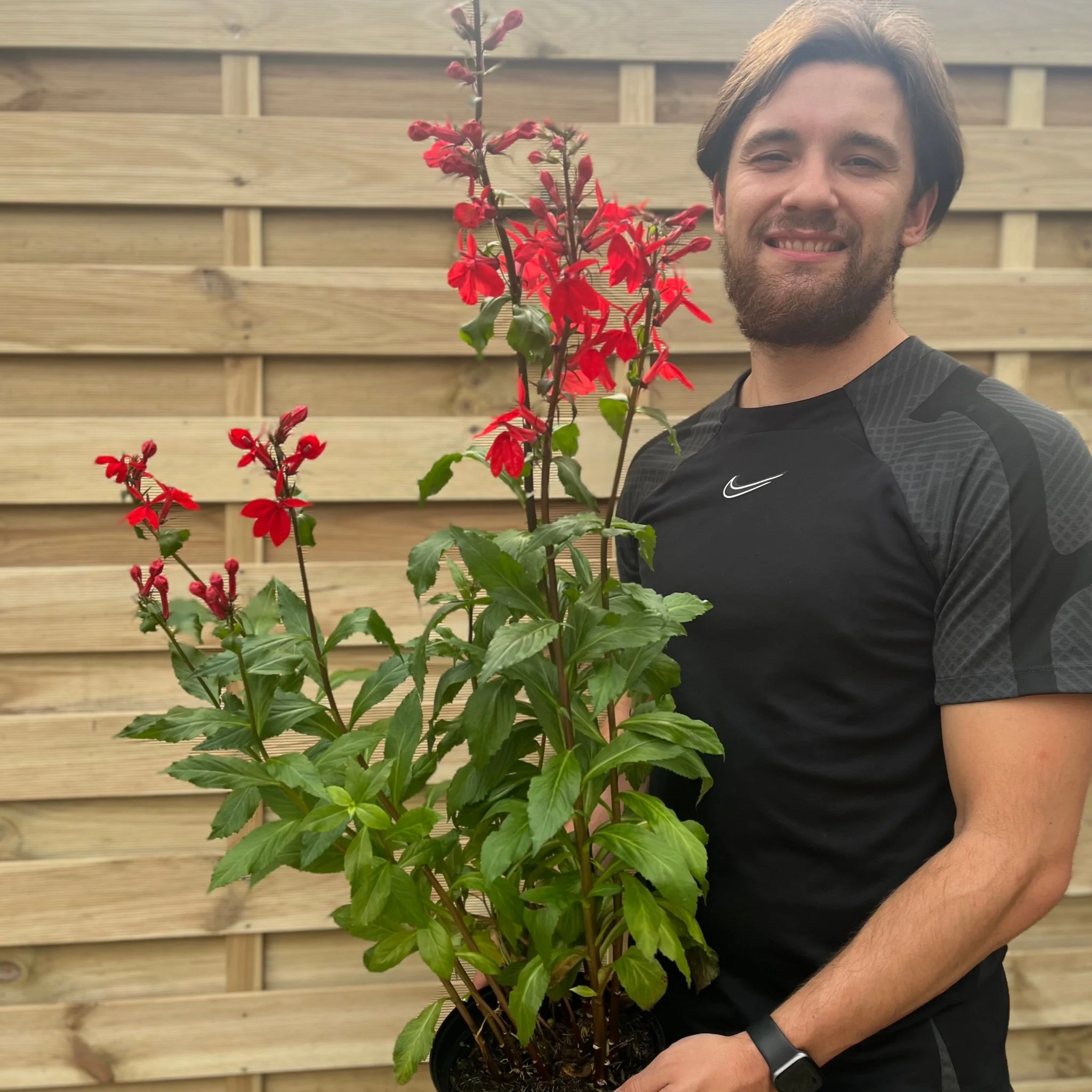 Lobelia Starship Deep Scarlet 9cm/3L