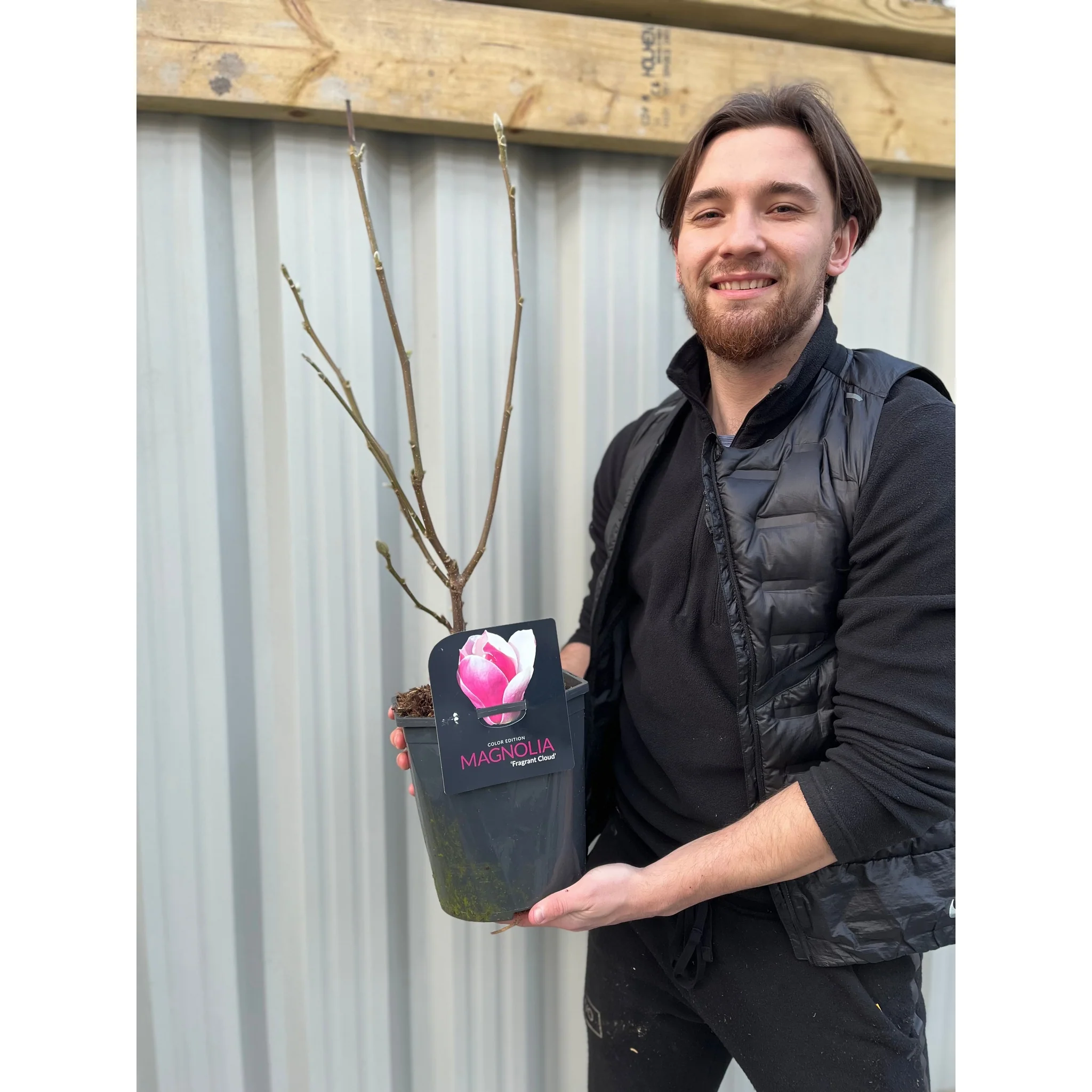 Magnolia denudata 'Fragrant Cloud' 4L - Image 3