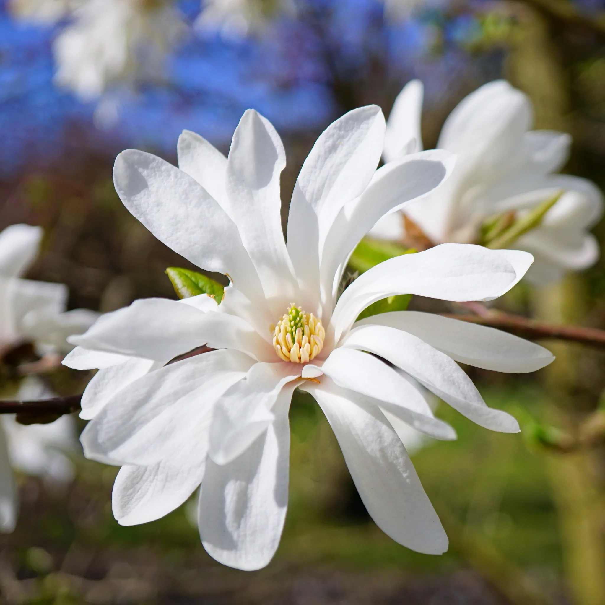 Magnolia stellata | Star Magnolia 9cm - 5L - Image 2