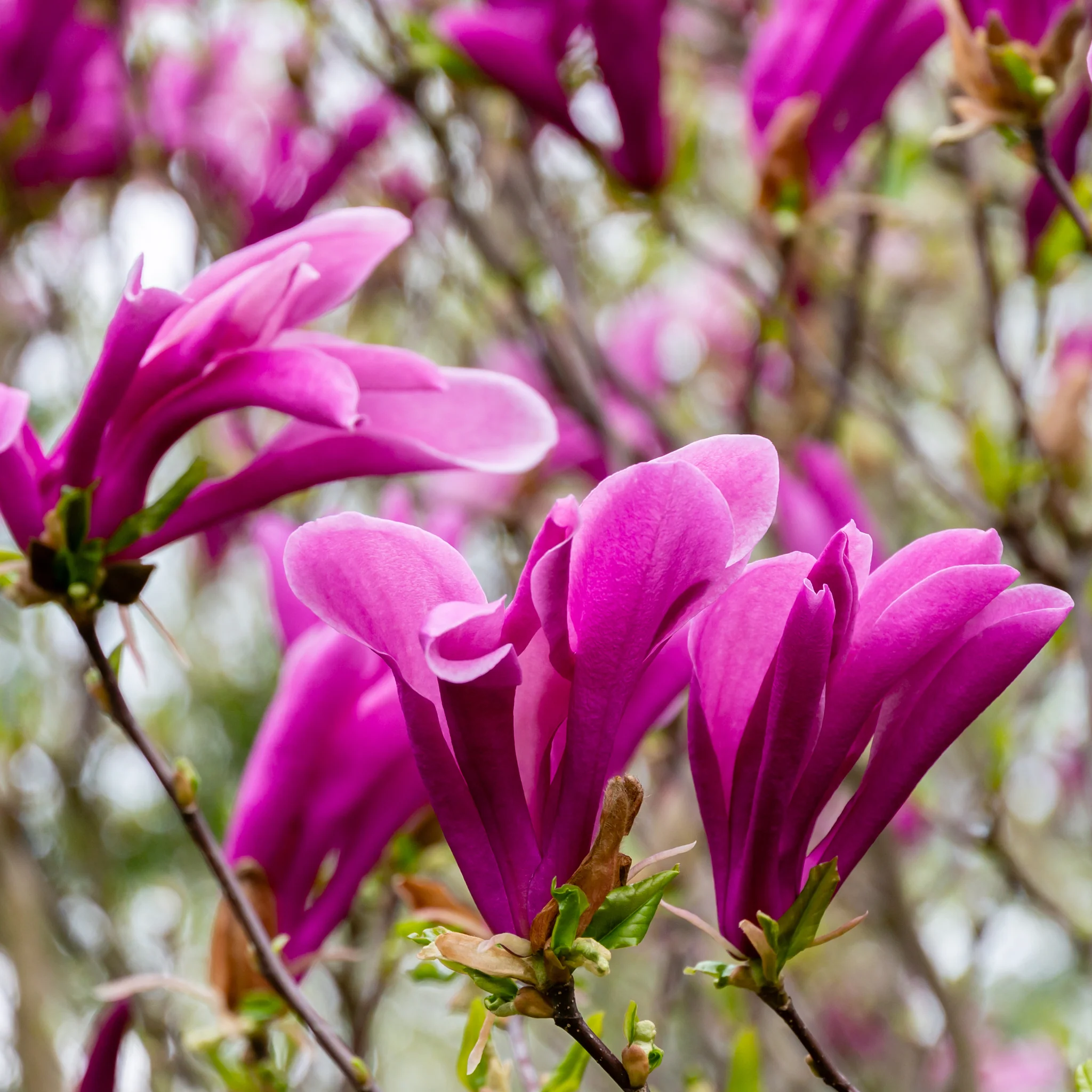 Magnolia Susan Standard Tree | Magnolia 90-100cm - Image 3