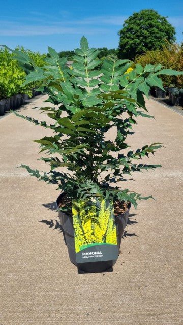 Mahonia 'Winter Sun' 11cm/10L - Image 4